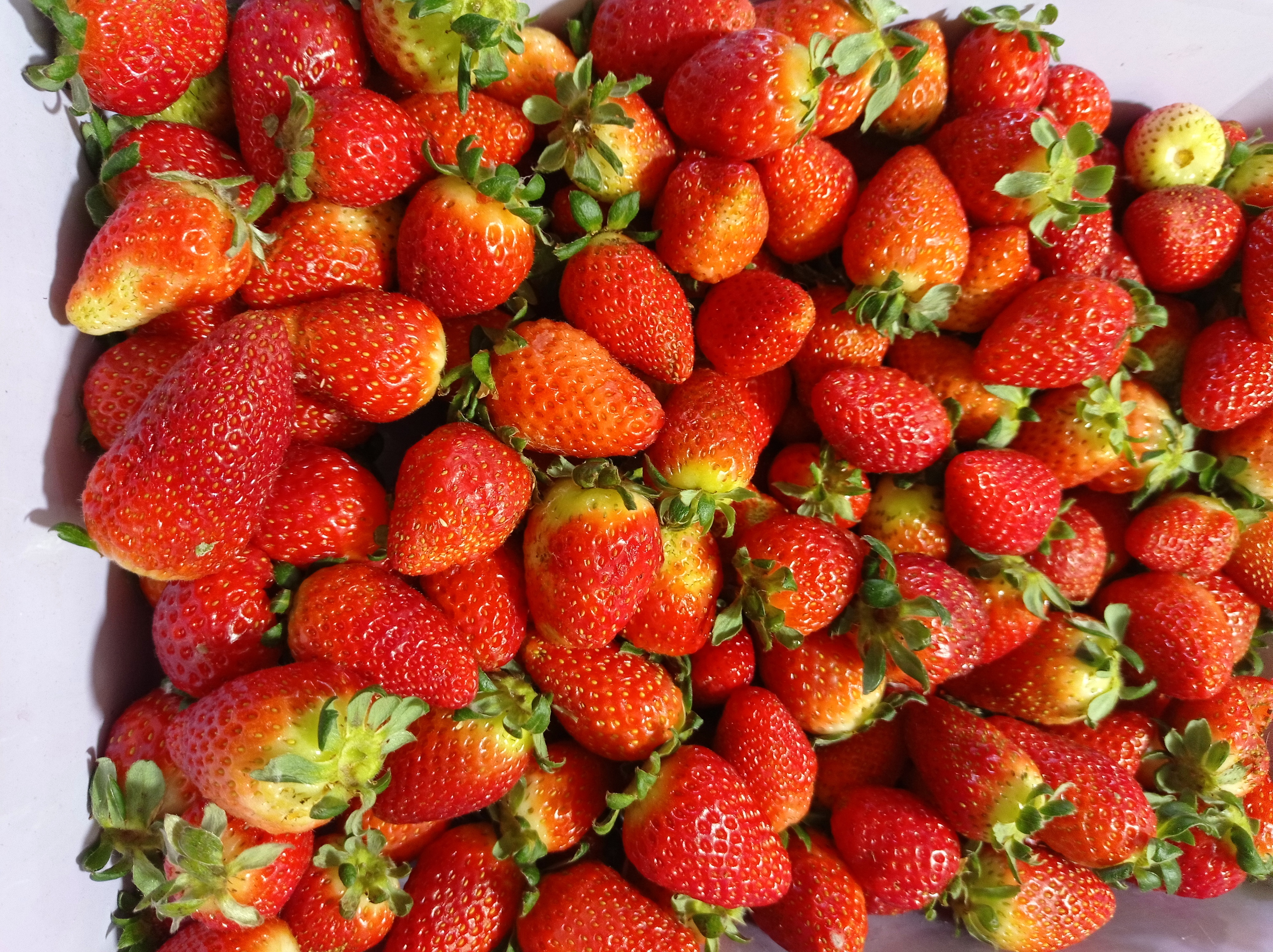 Tortas y Hamburguesas El césped image 9