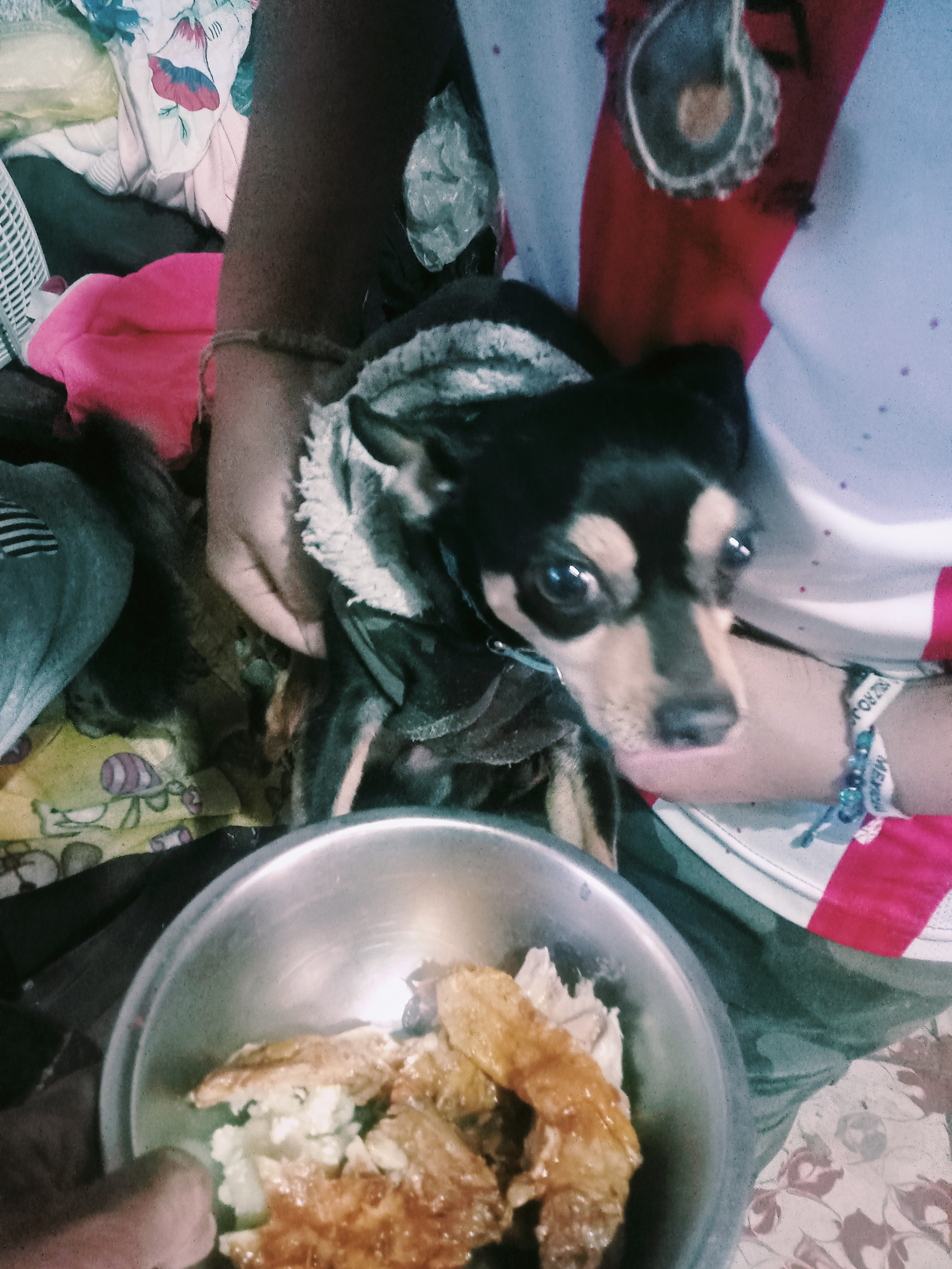 Polleria Shaggy image 7