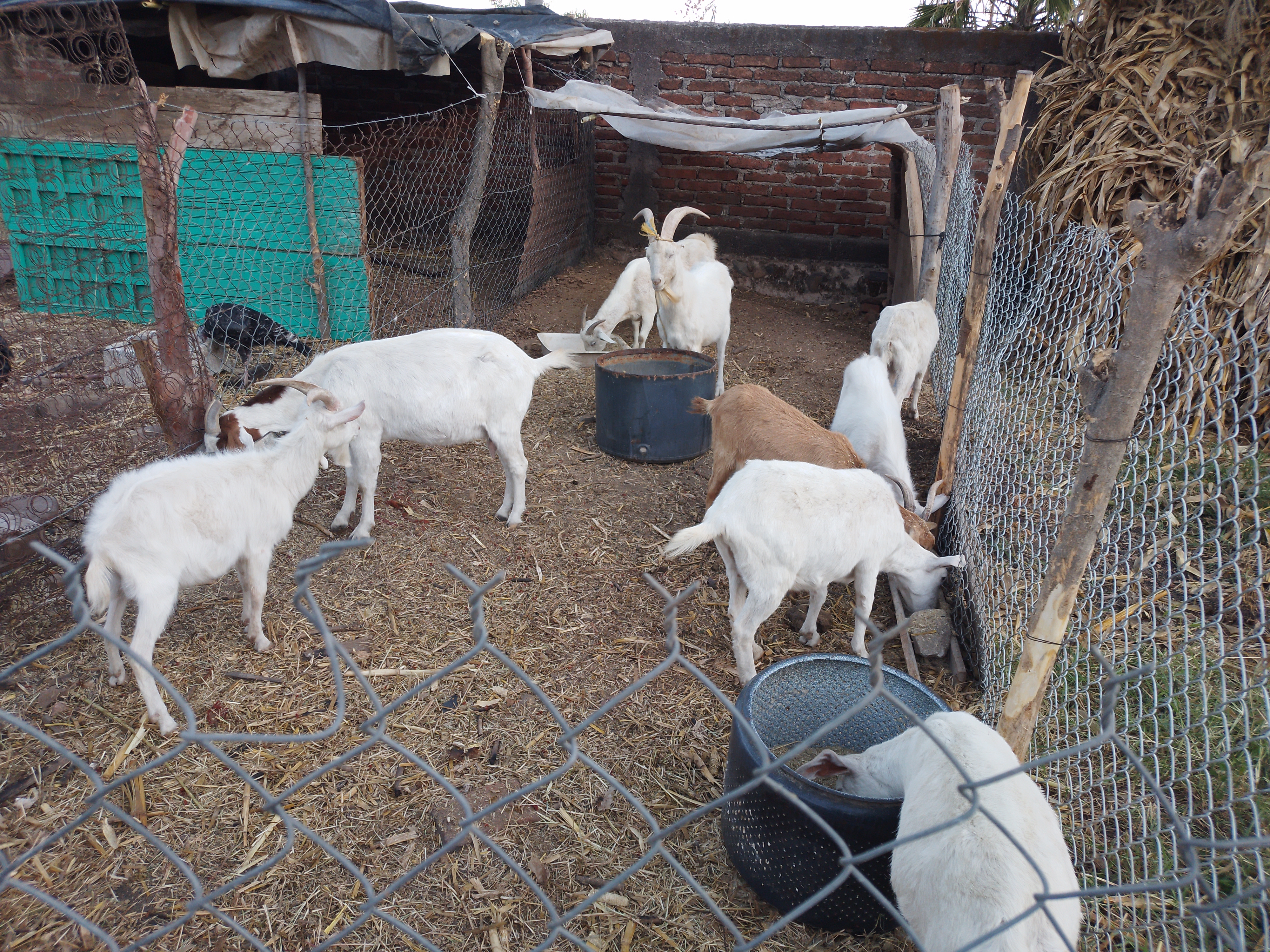 Birrieria el birrias image 2