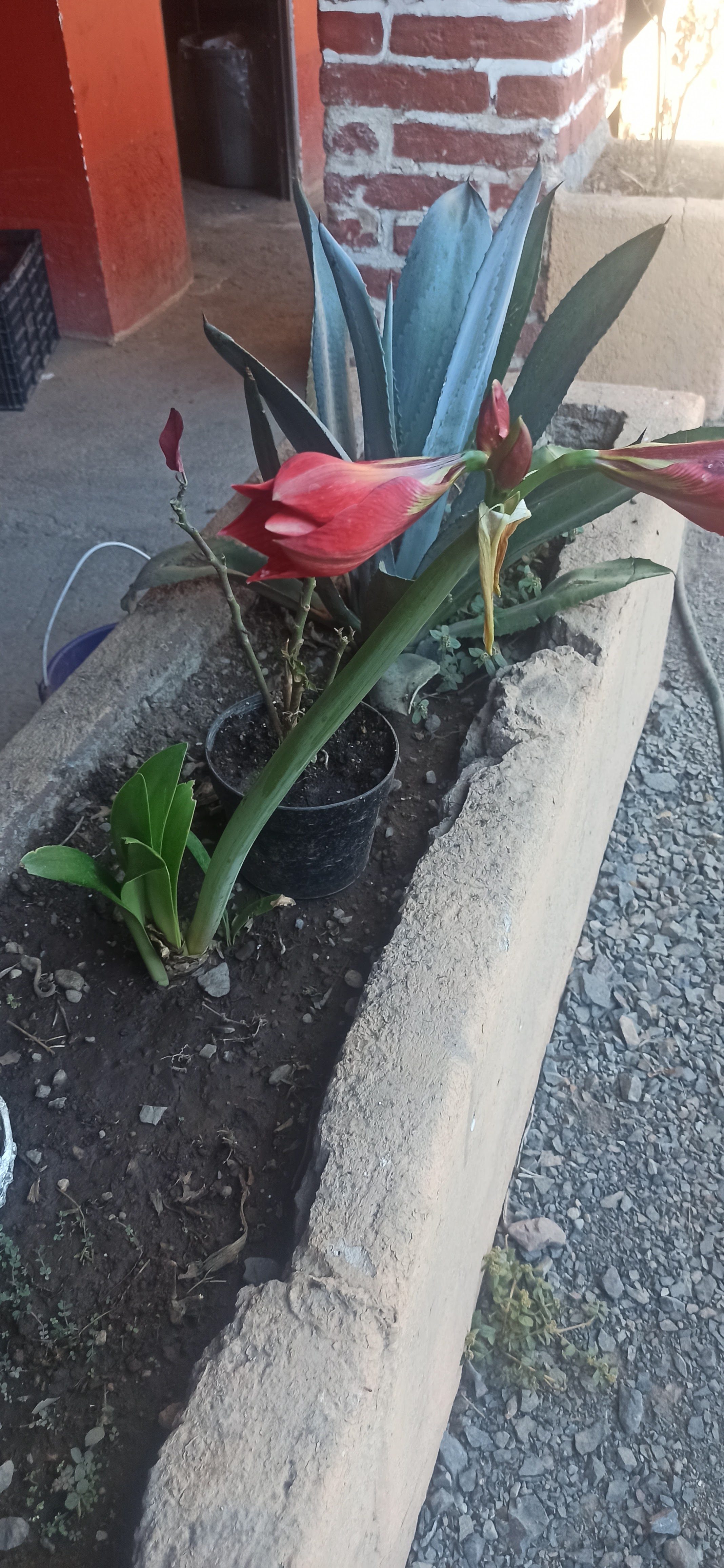 Huli Huli Pollos a la Leña image 9