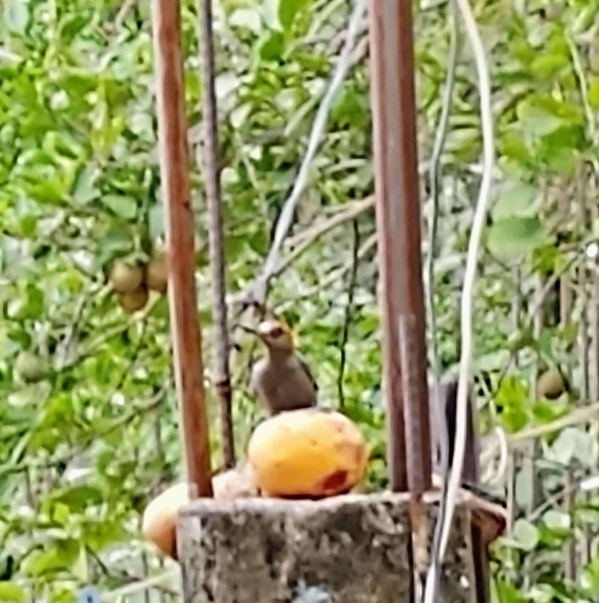 Taqueria Y Cenaduria Fenix image 8