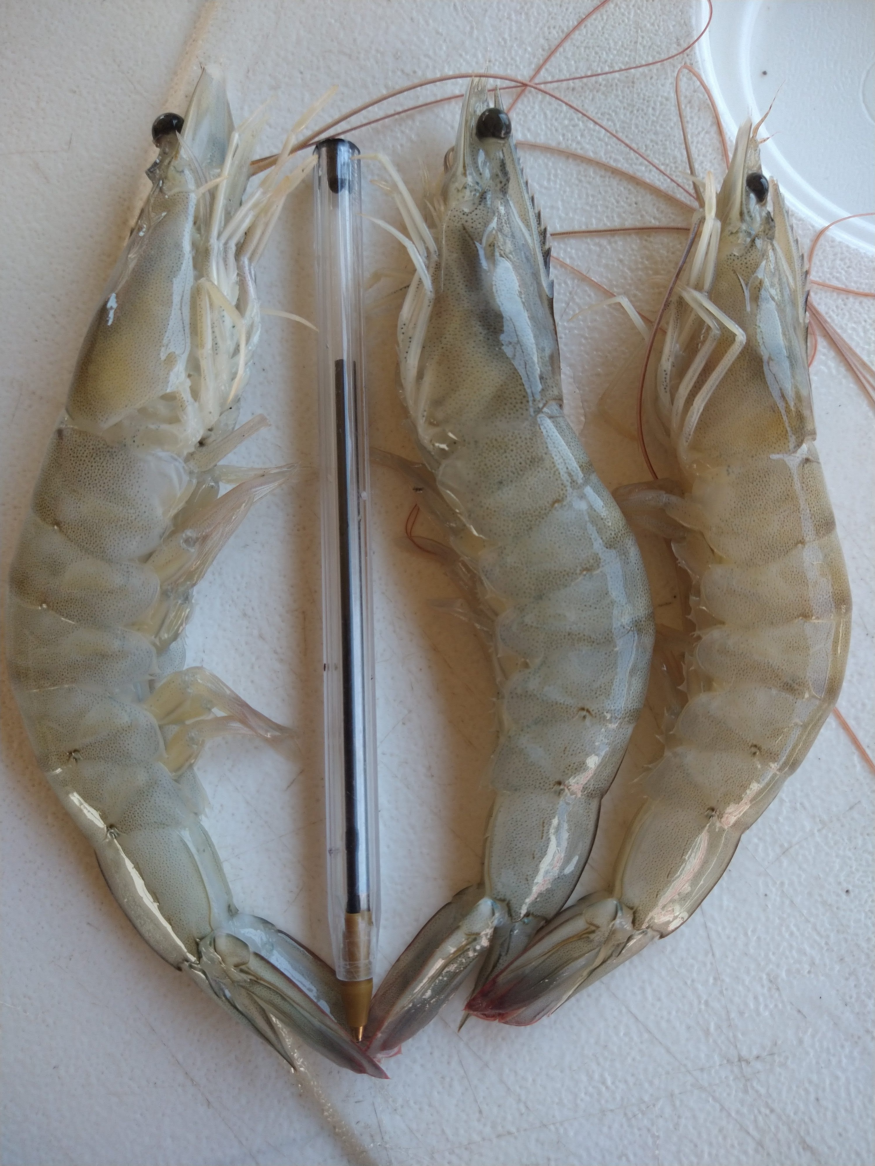 Camarón Seco X Kilo image 3