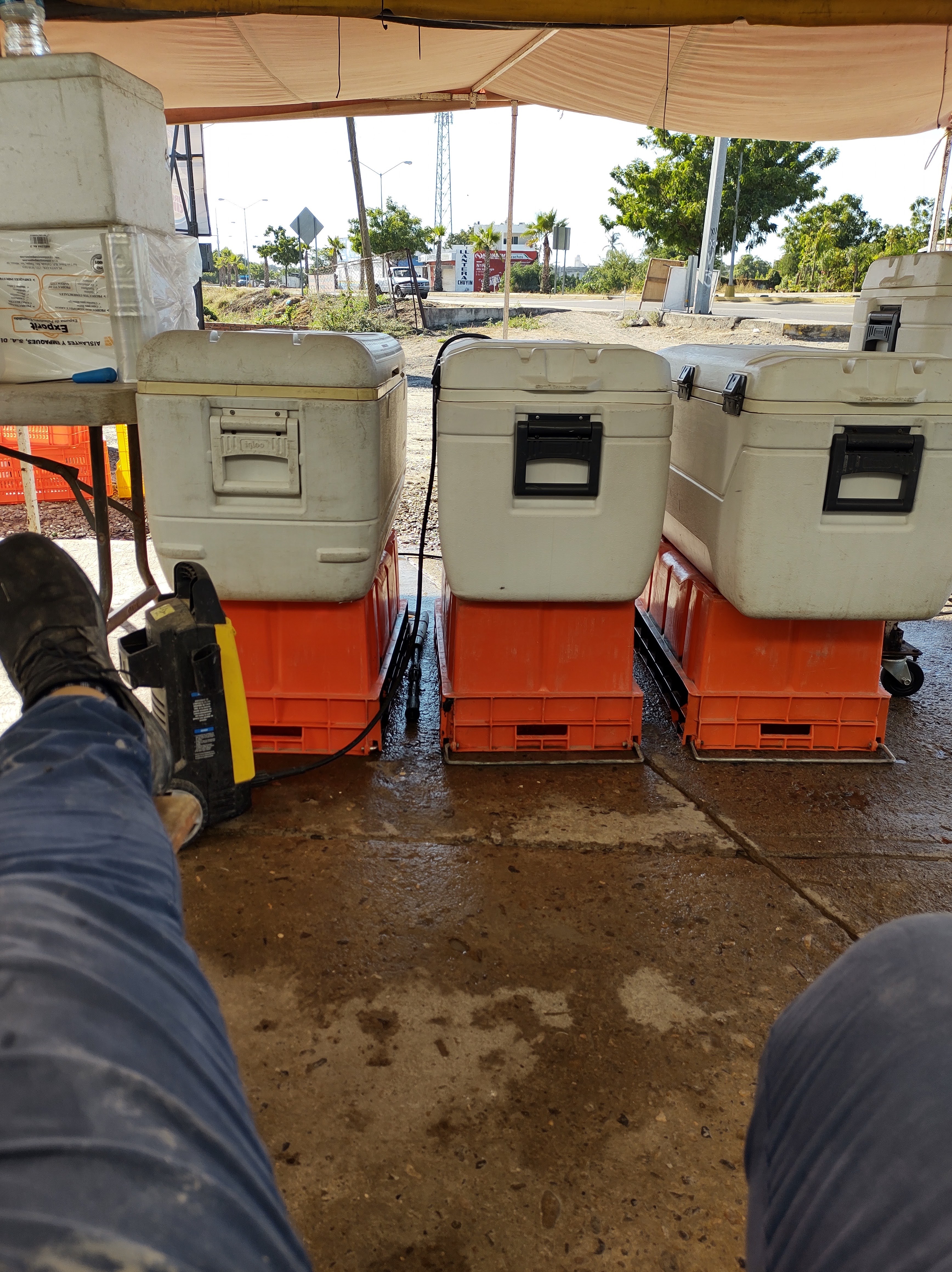 Camarón Seco X Kilo image 8