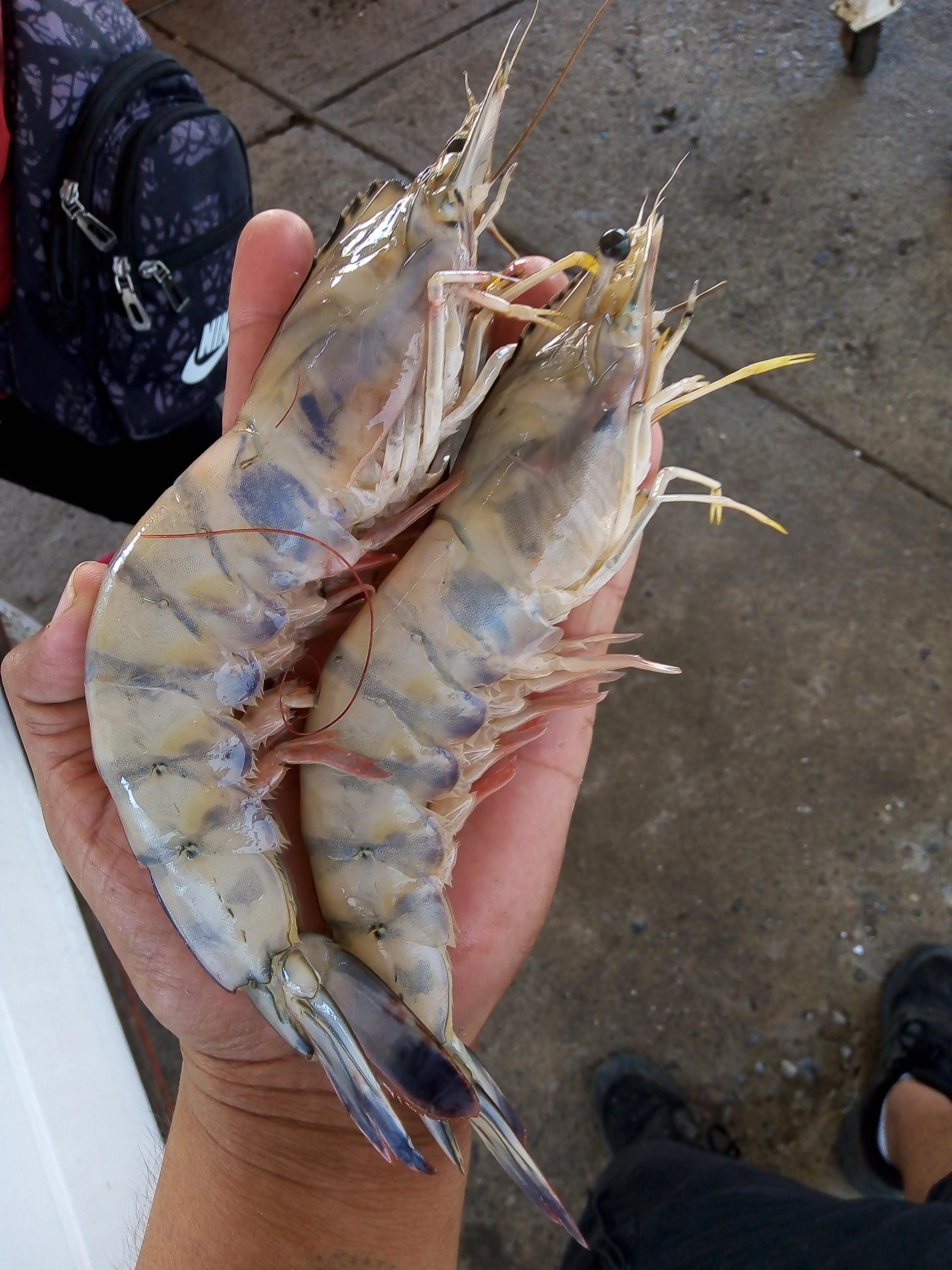 Camarón Seco X Kilo image 9