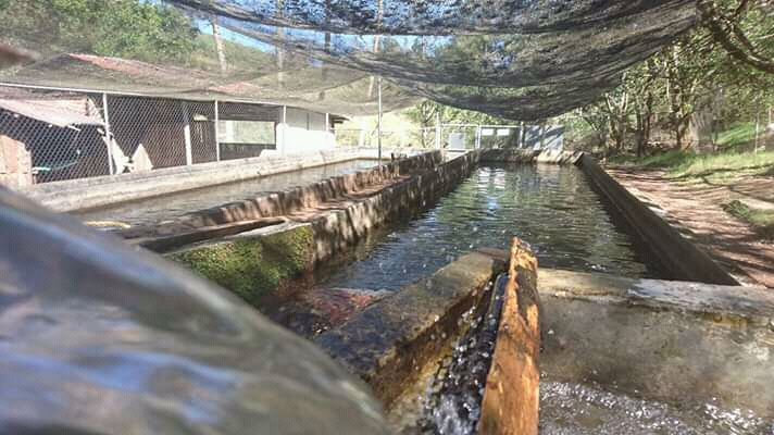 Truchas La Cueva image 5