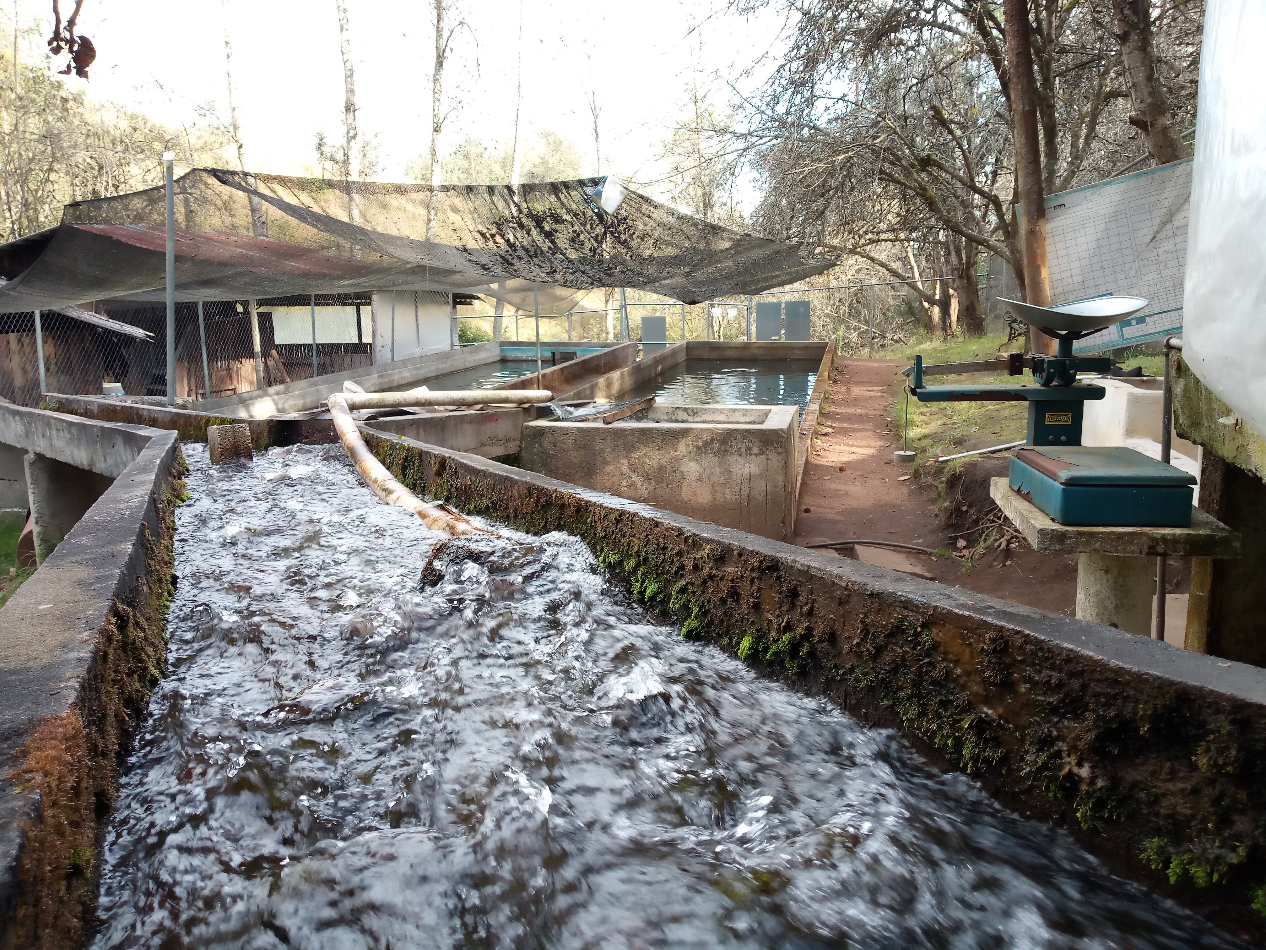 Truchas La Cueva image 6