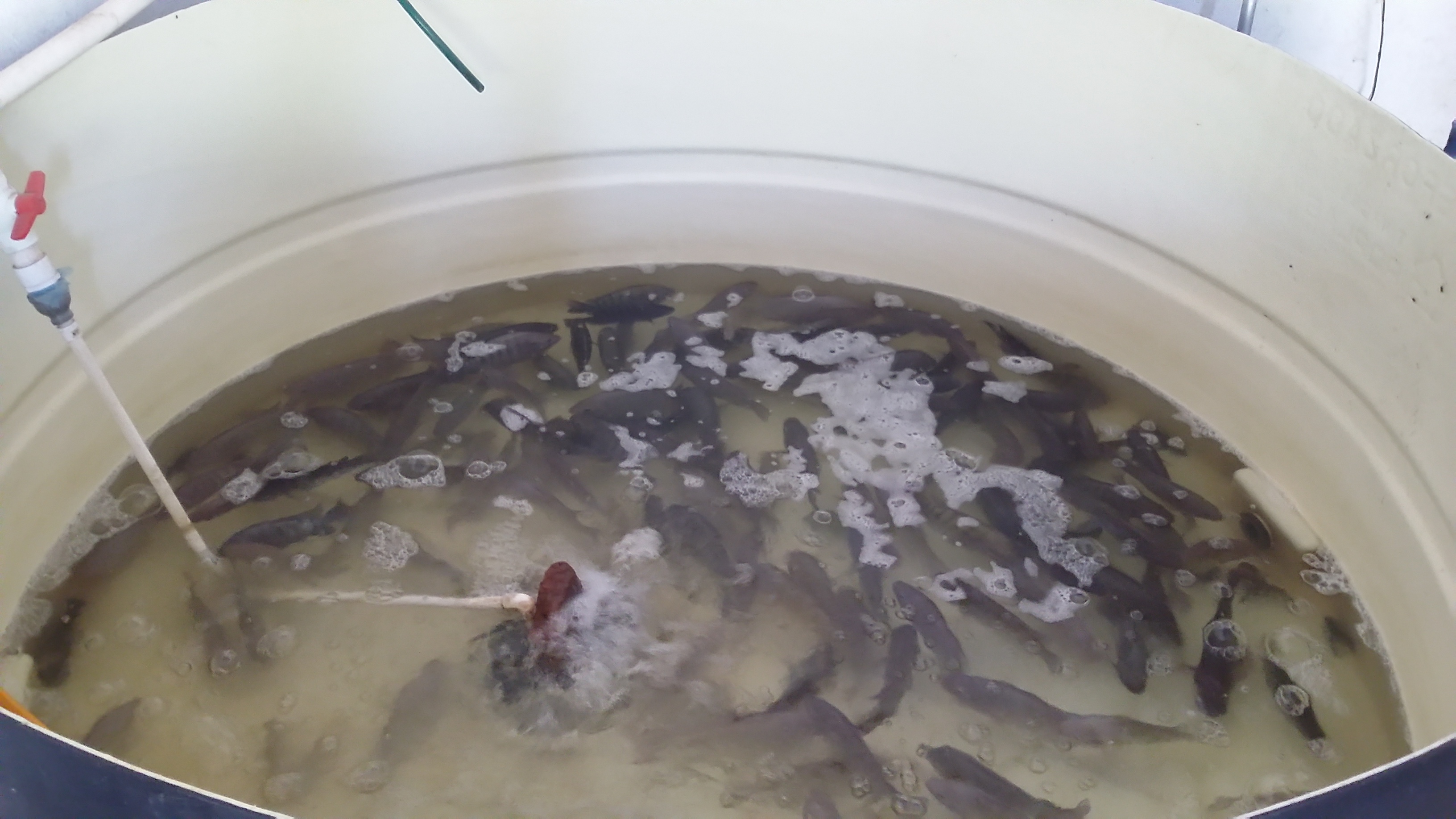 Pescaderia El Embarcadero image 6