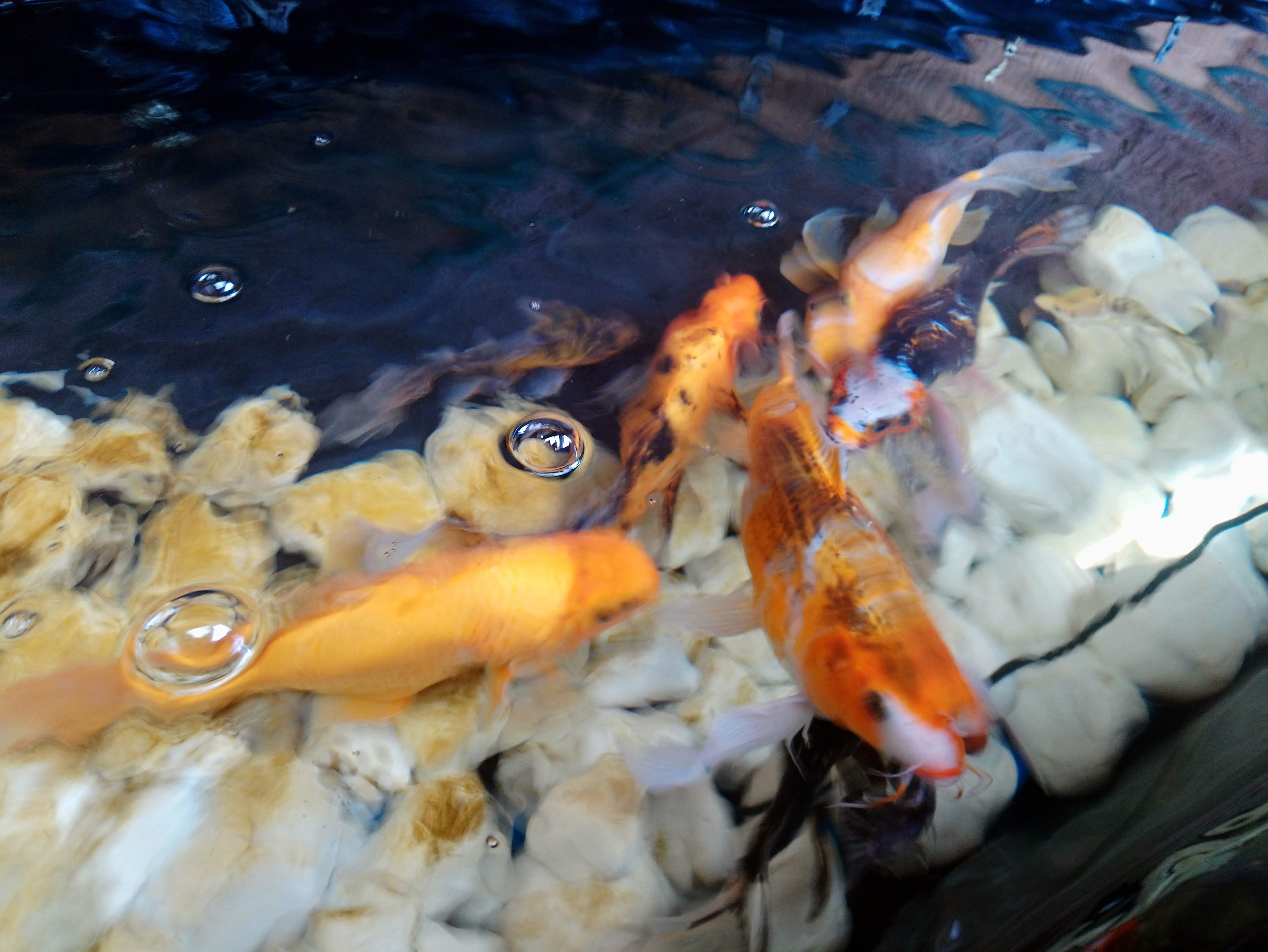 Wabi Sabi Restaurante Toluca image 9