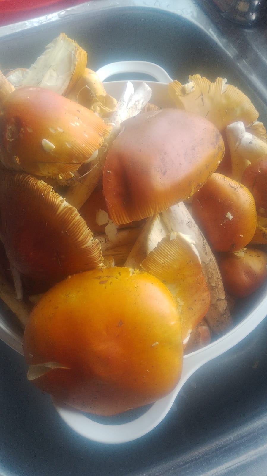 Terraza del lago Miguel image 8