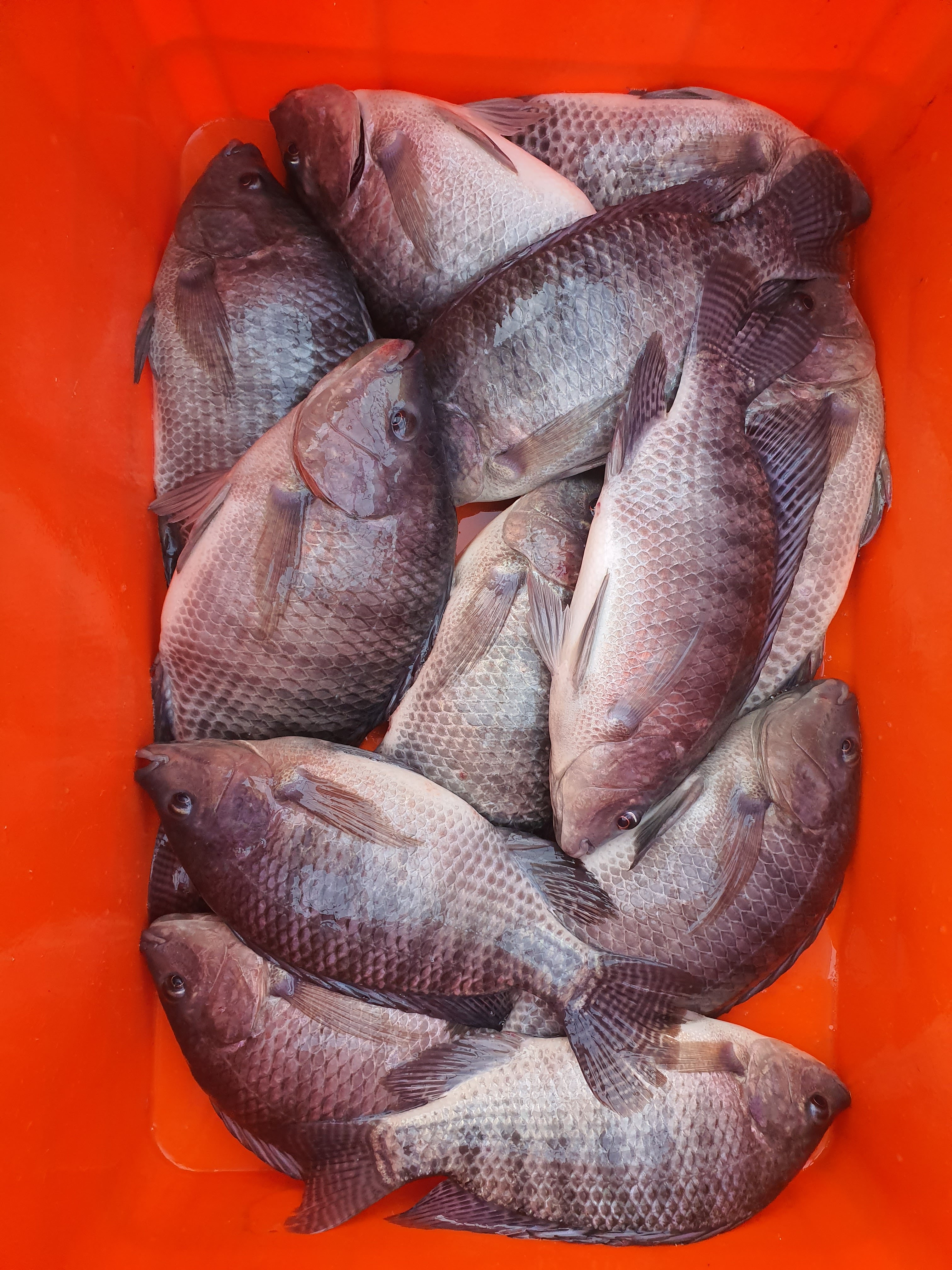 Rancho El Pescador image 4