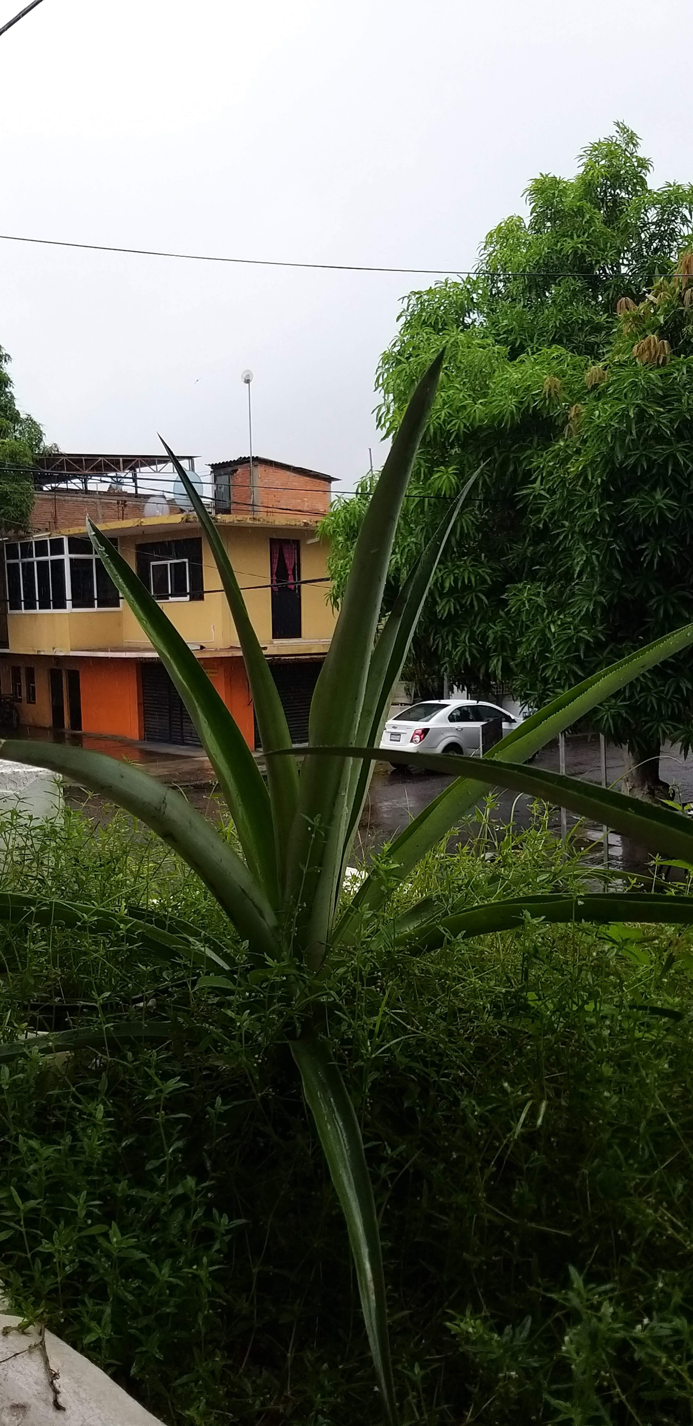 MARISCOS EL MANGUITO image 1