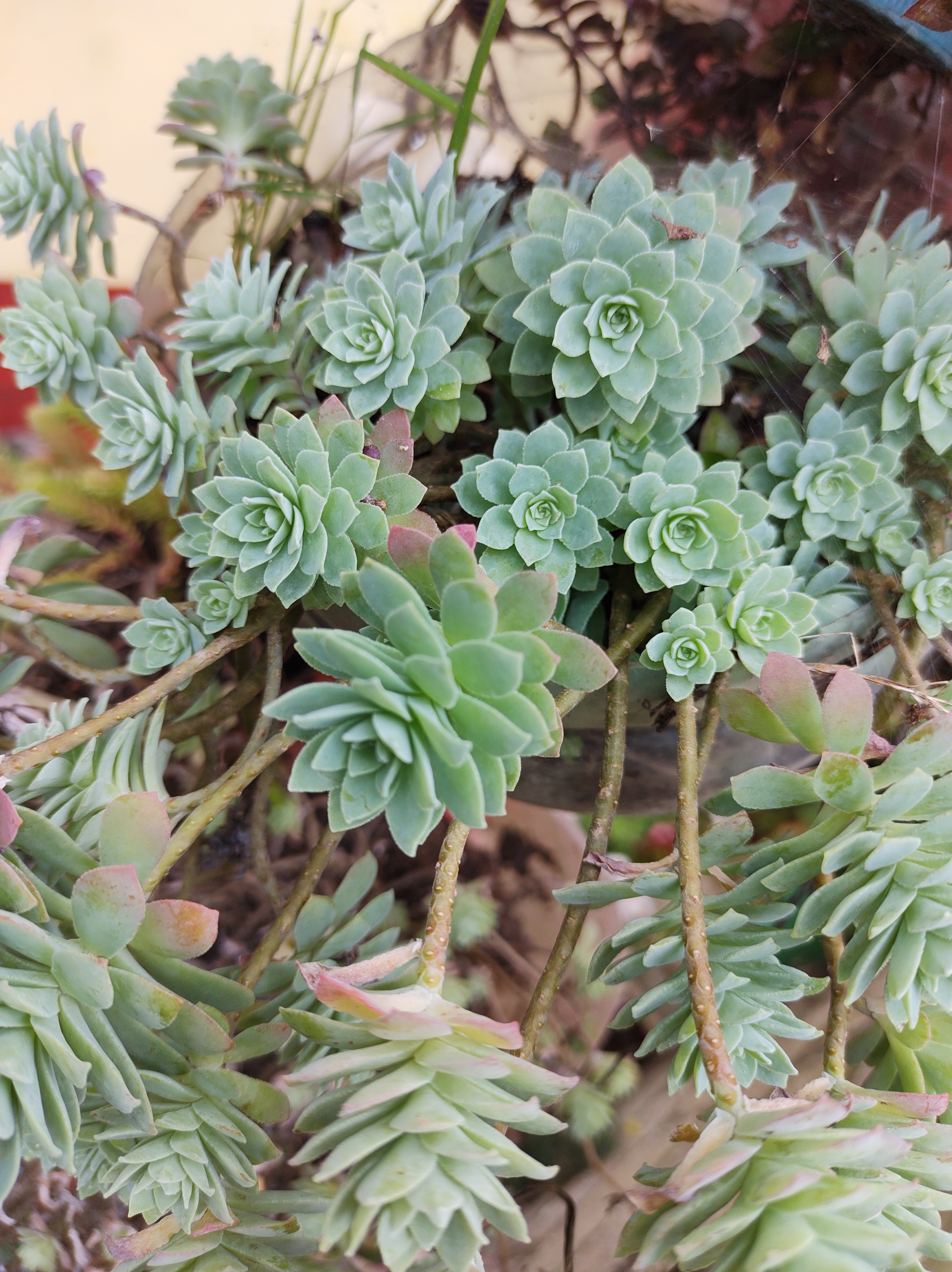 Comedor Jessy image 5