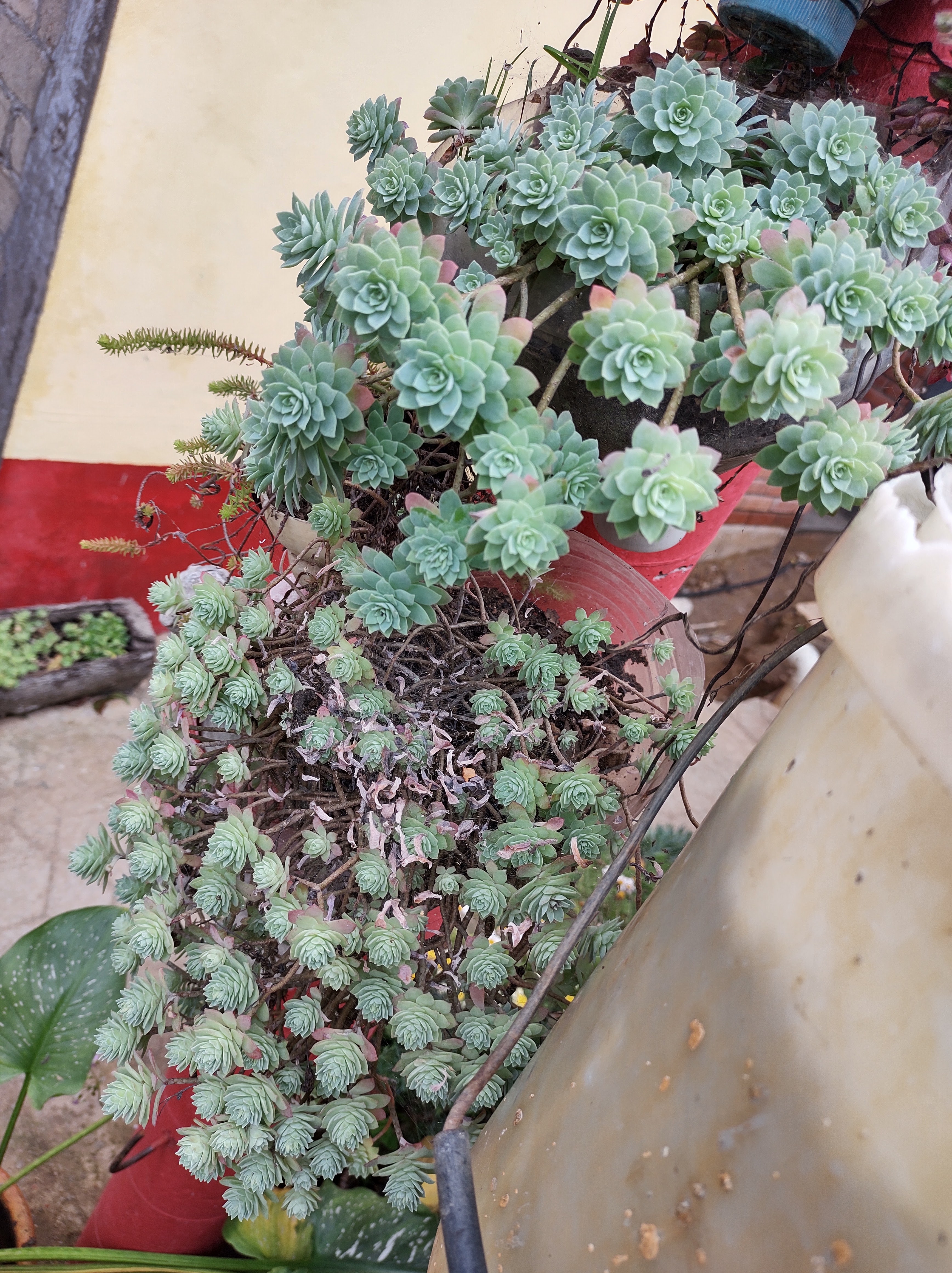 Comedor Jessy image 8