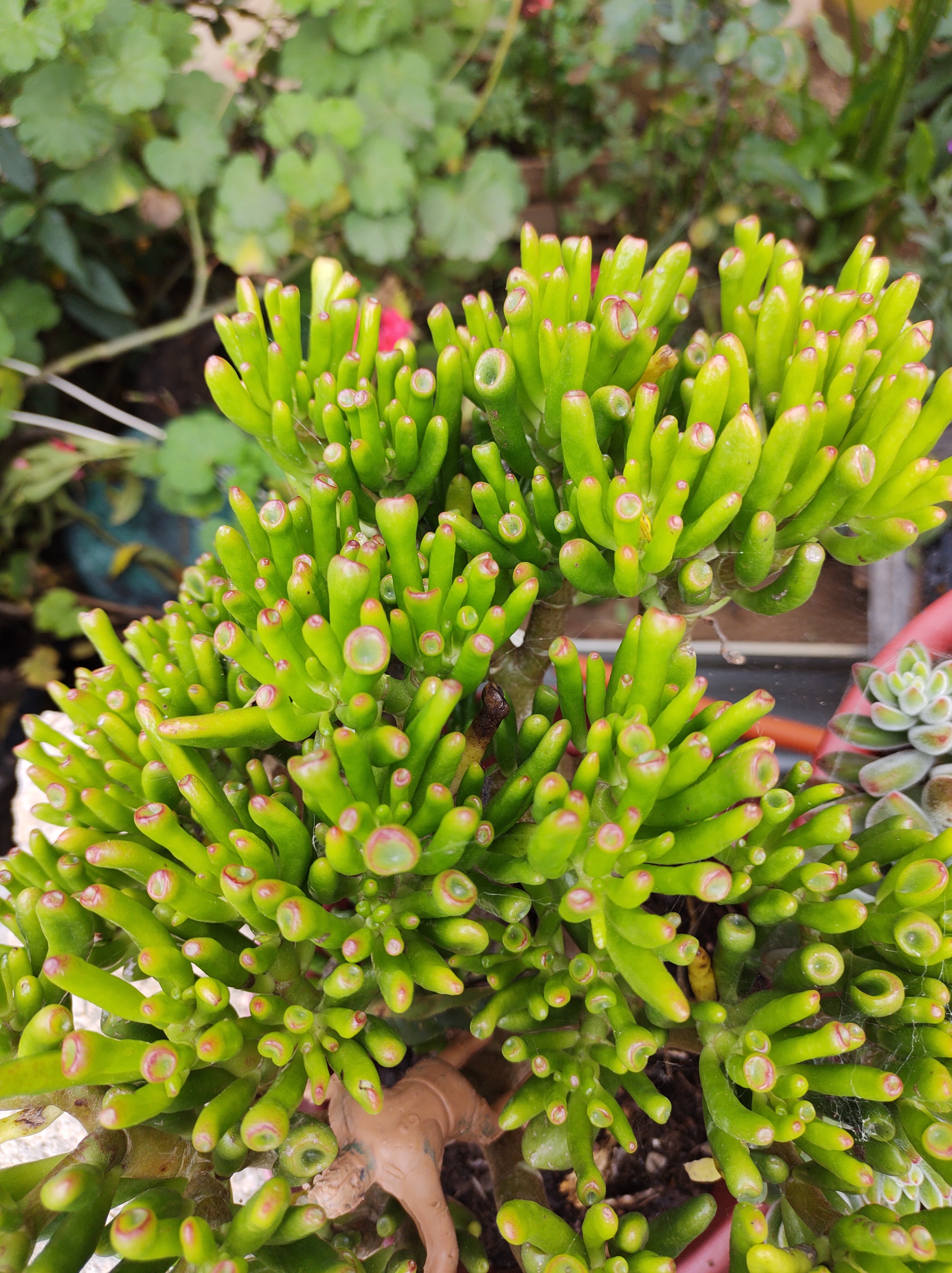 Comedor Jessy image 9