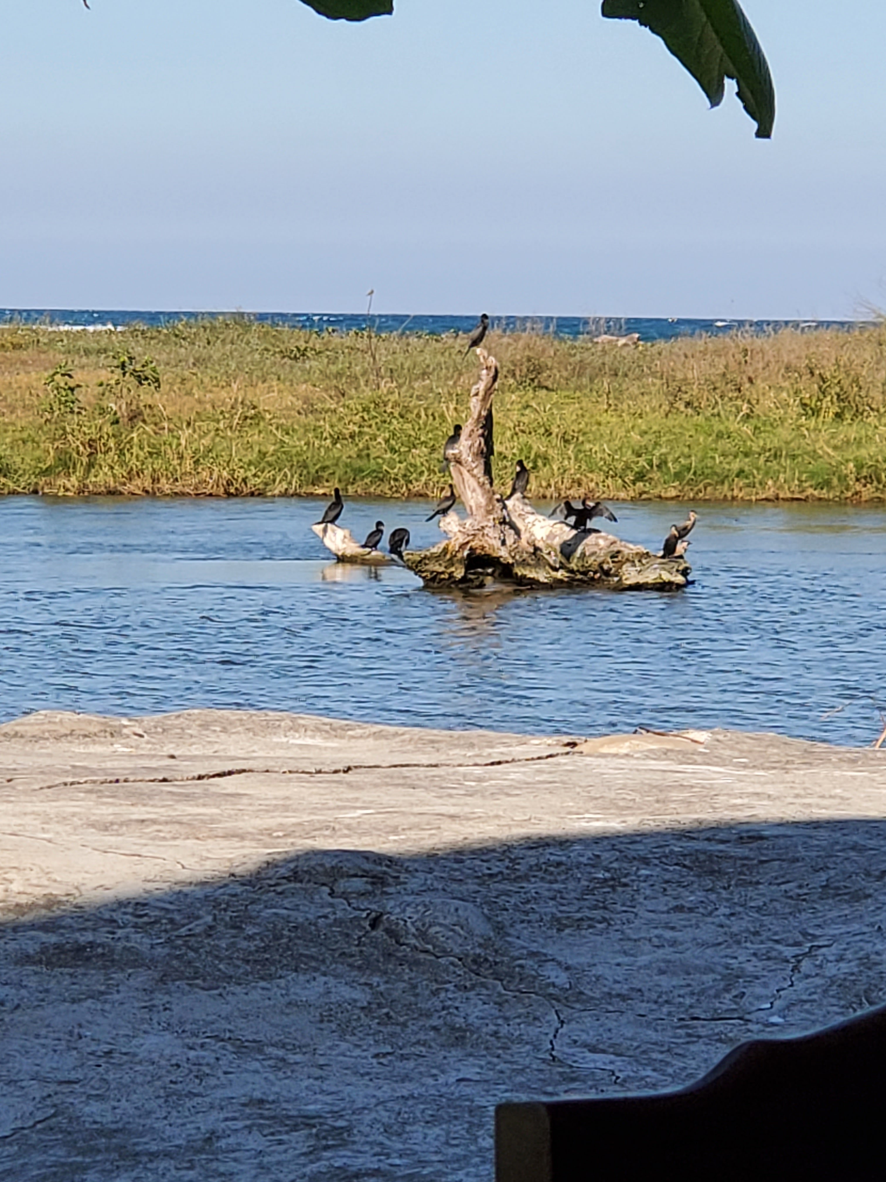 LAS GAVIOTAS image 5