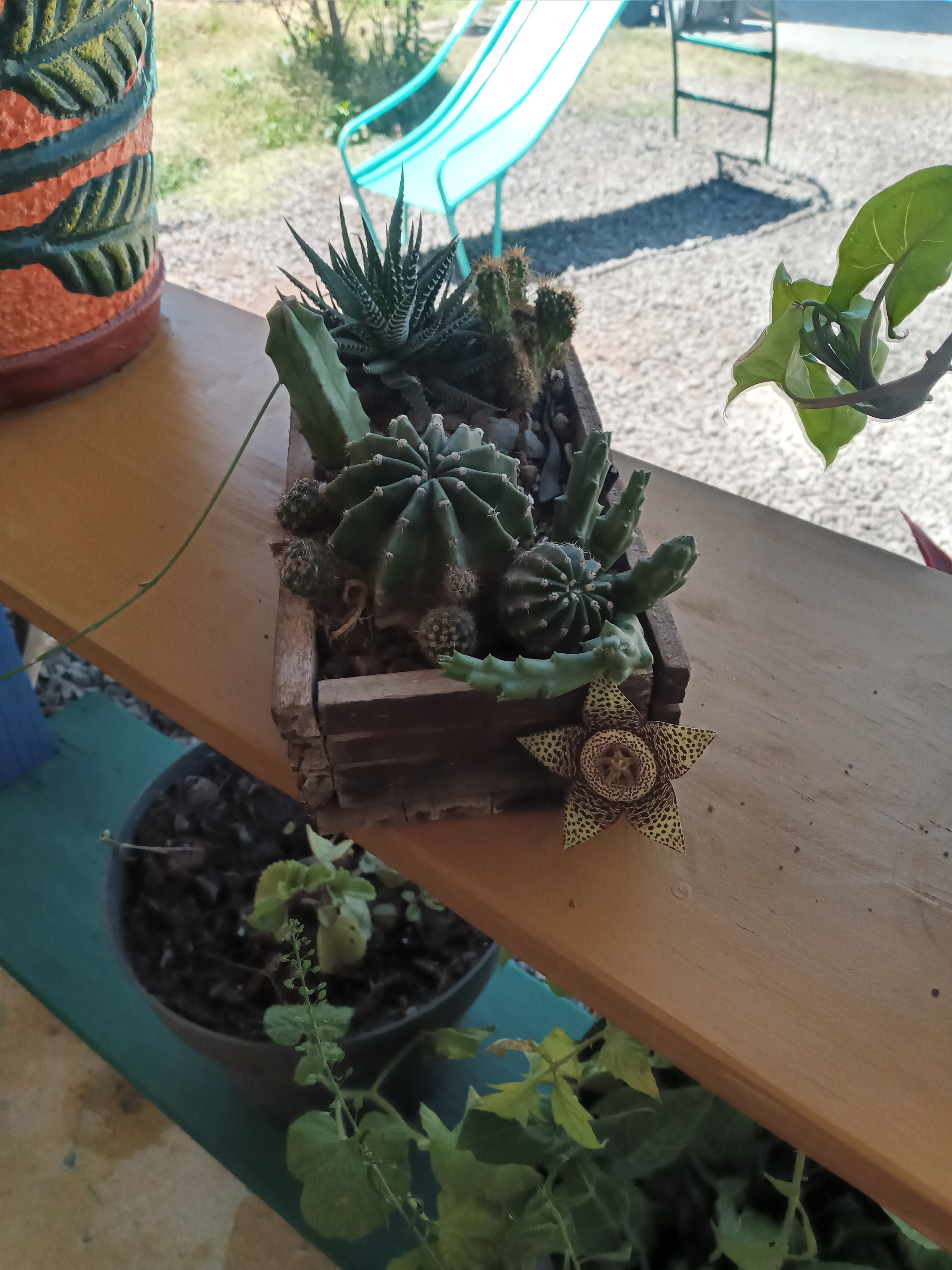 Pescados y mariscos El Milagrito image 6