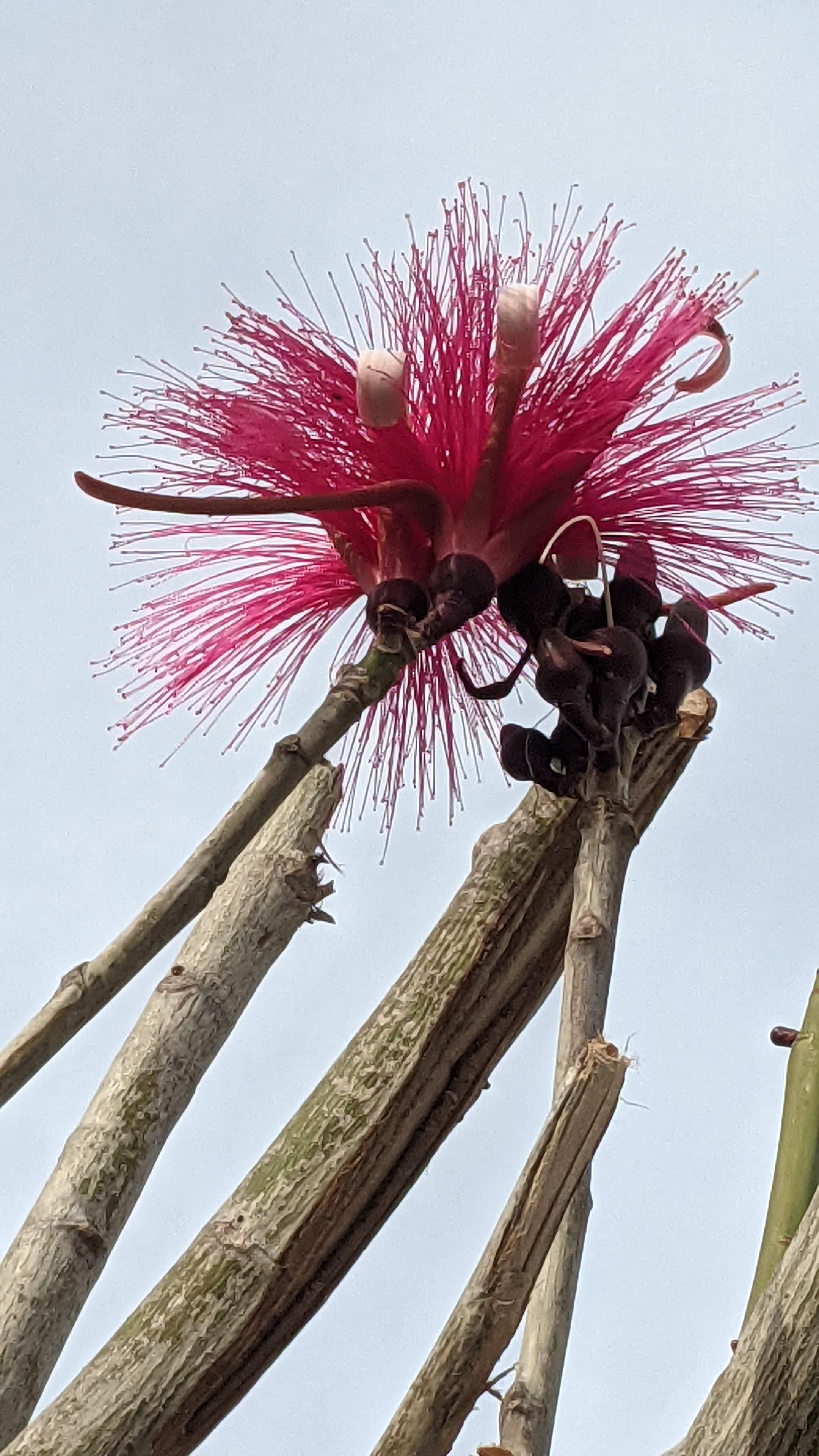 Restaurant Yokohama image 7