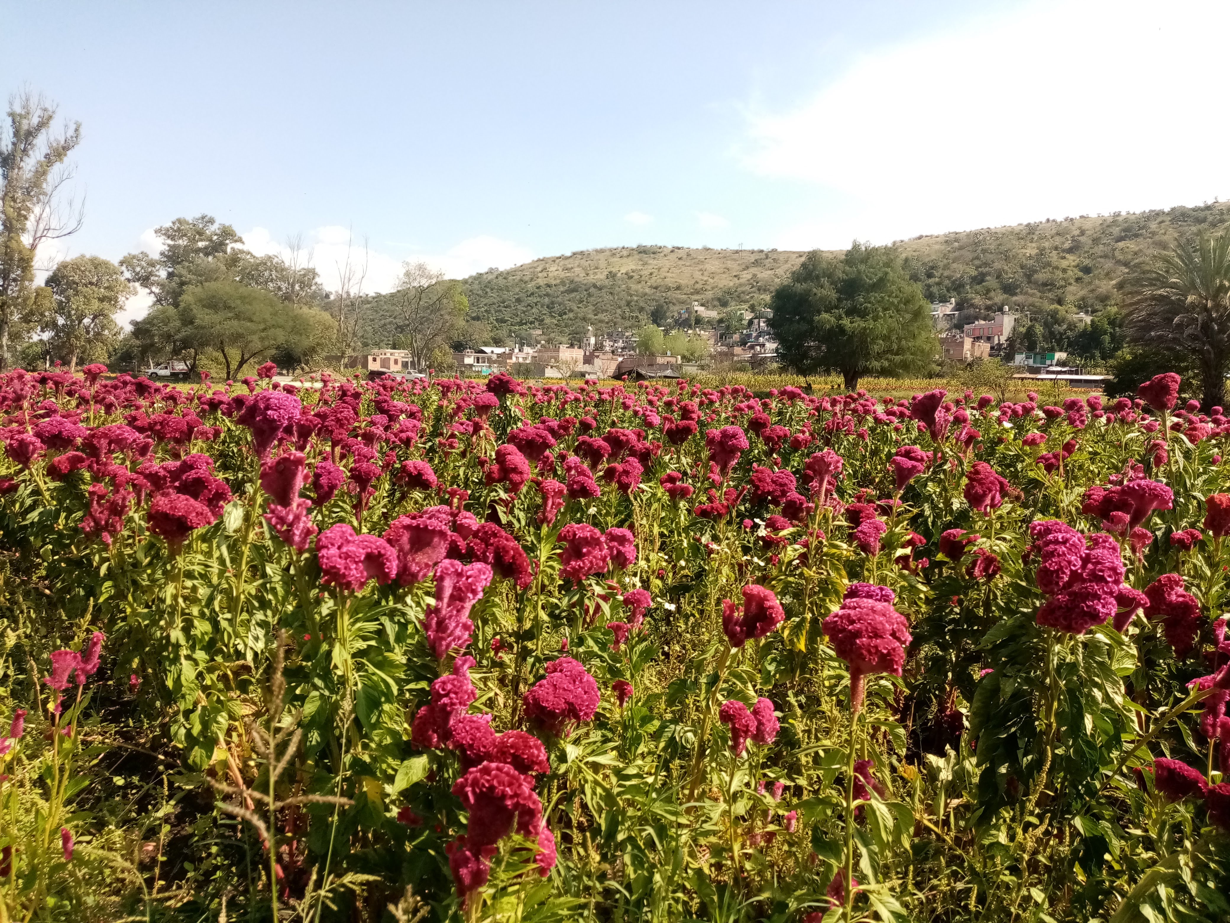 El Chiquitín image 2