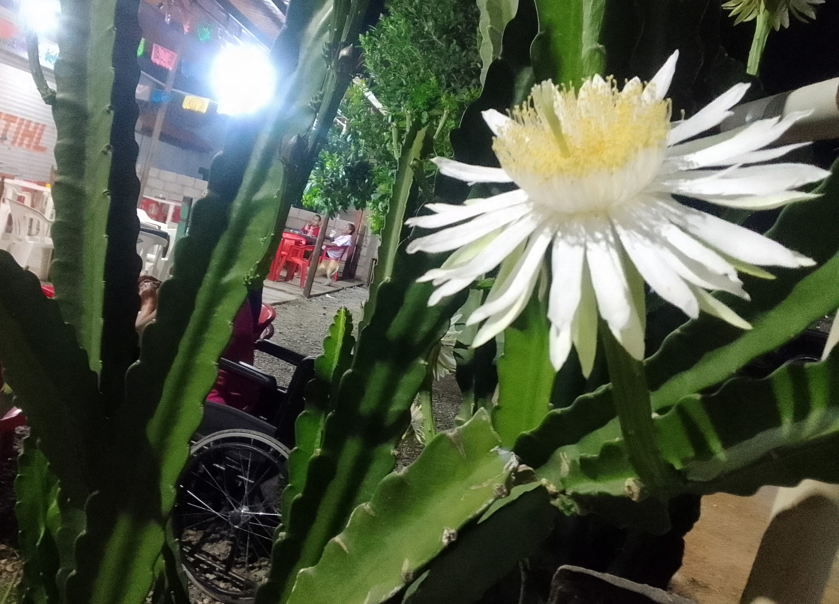 Comedor Juquilita image 4