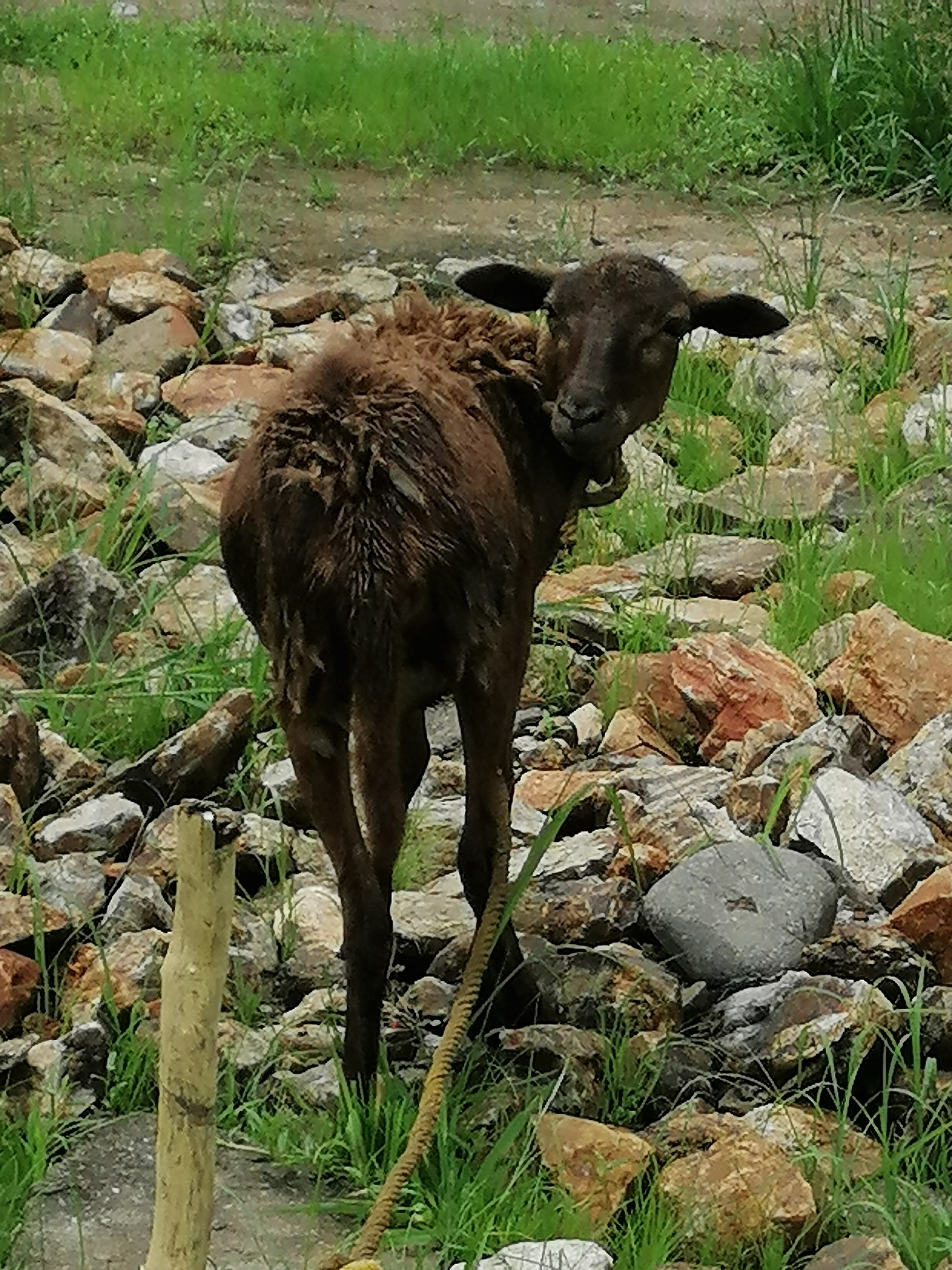 Comedor Tio Lencho image 7