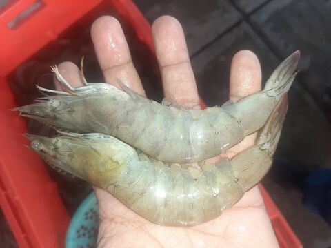 Pescaderia oceano pacifico image 3