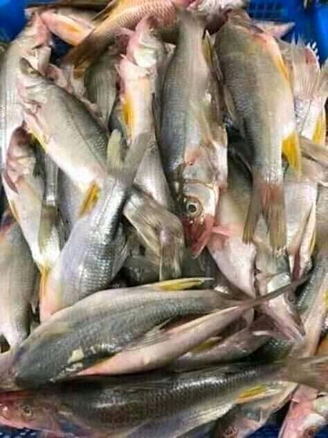 Pescaderia oceano pacifico image 8