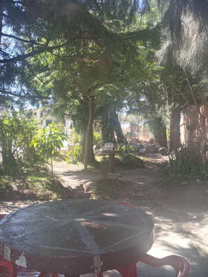 Los Arbolitos image 6