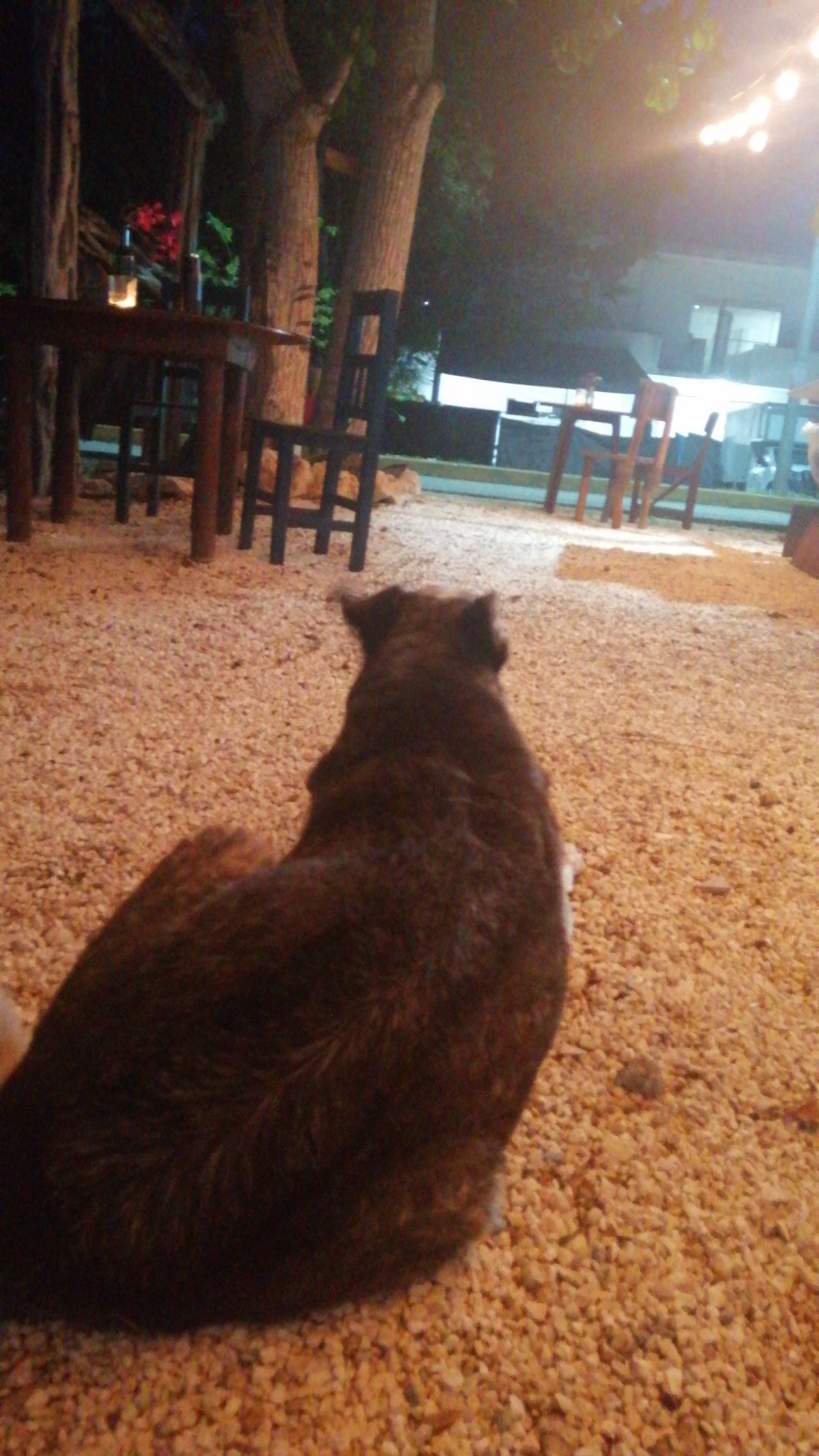 Framboyán Grill Restaurante image 9