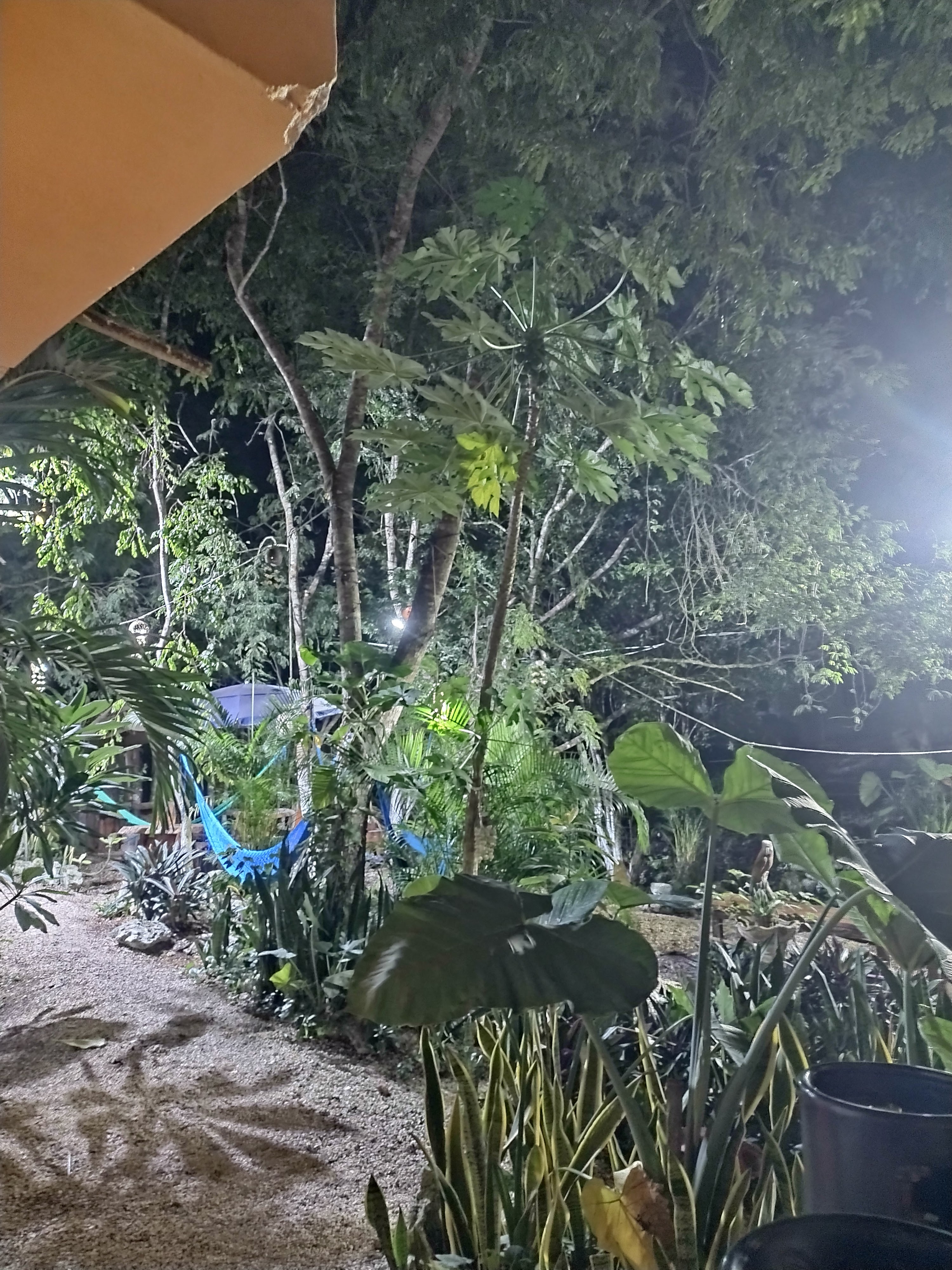 Restaurante y coctelería la tatemada image 9