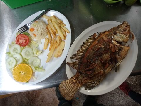 estanques de mojarra image 1