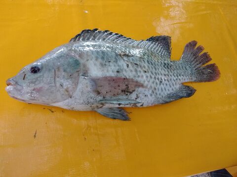 estanques de mojarra image 4