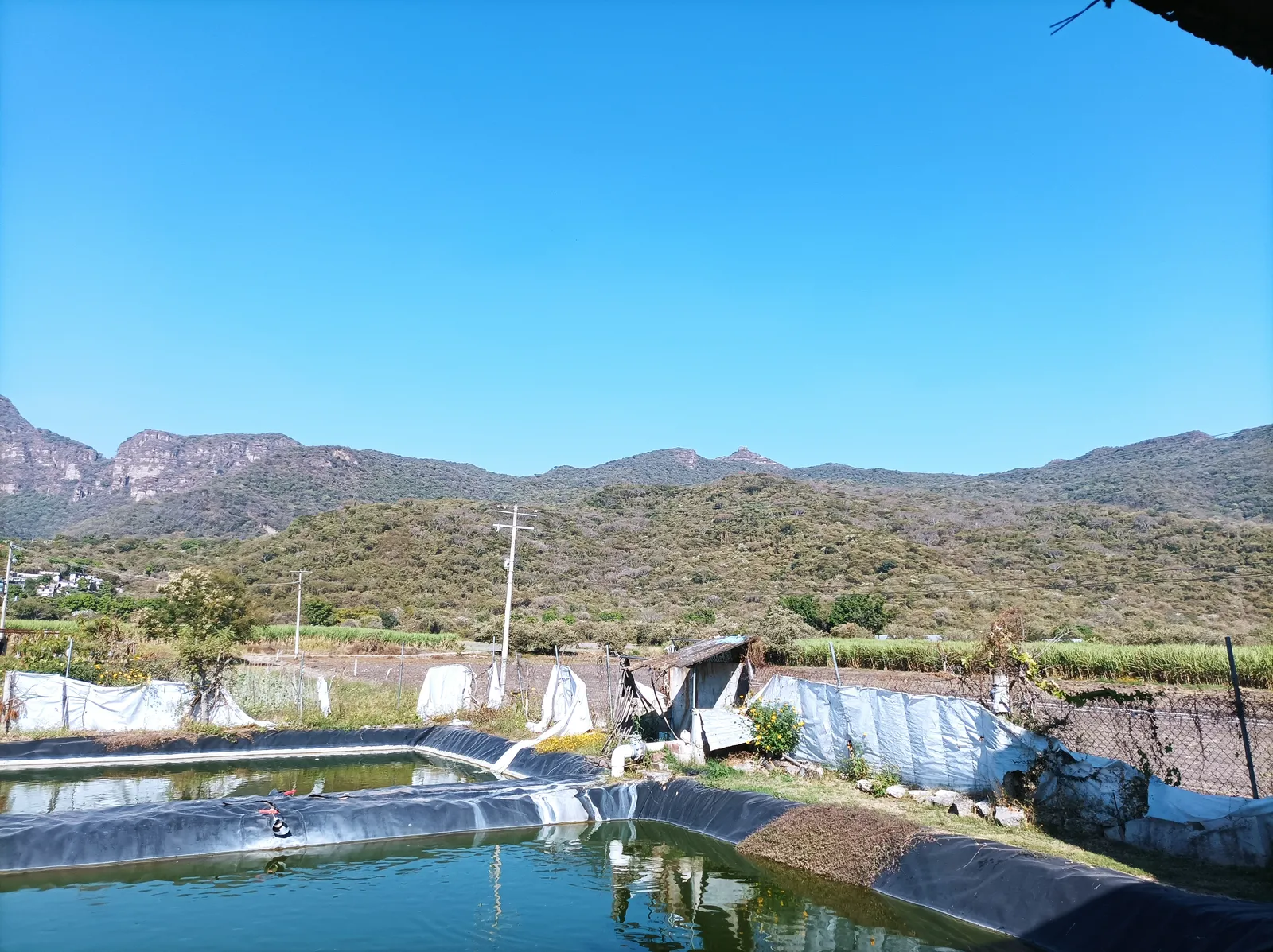 estanques de mojarra image 6