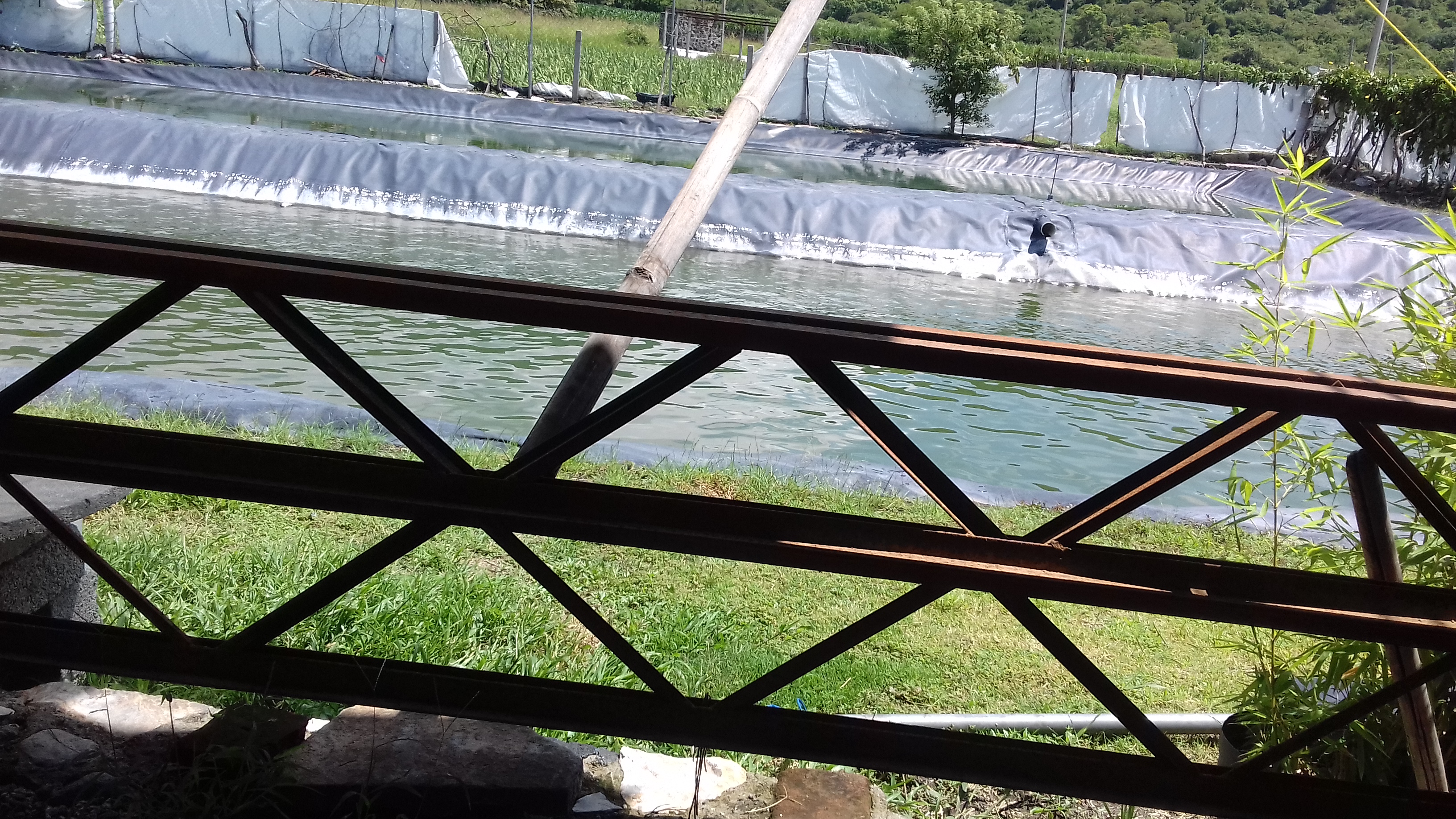 estanques de mojarra image 10