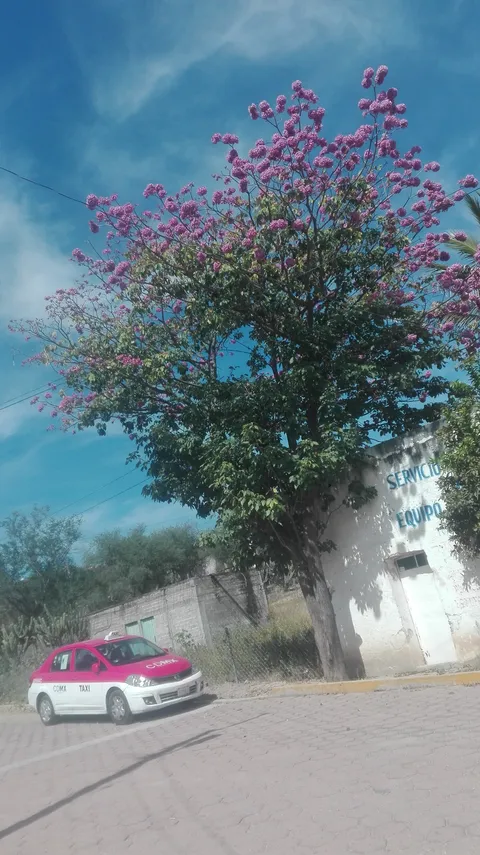 Arboledas Plaza image 3