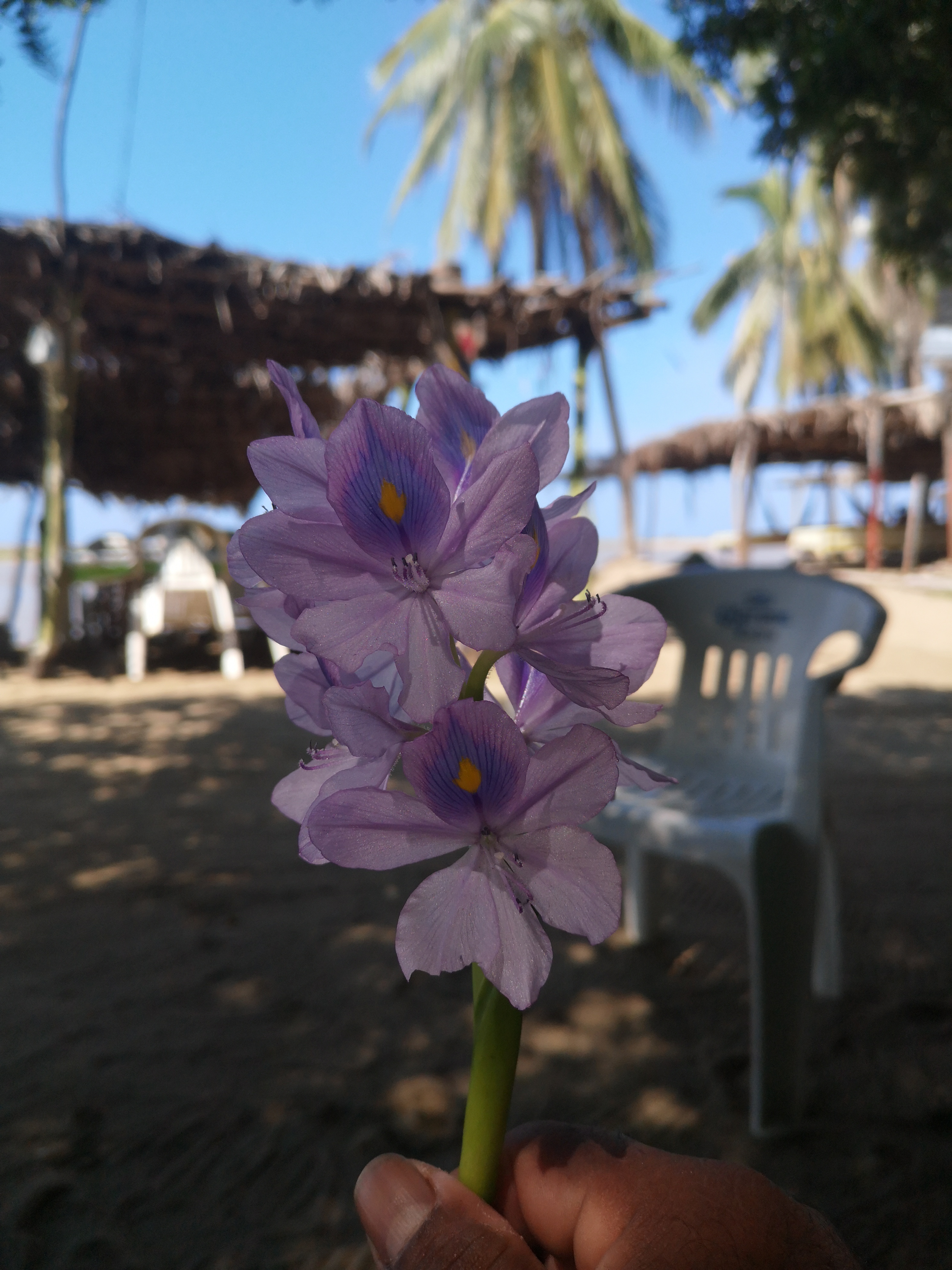PALAPA GRECIA image 4