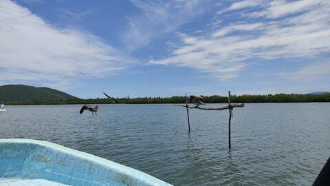 Vuelven las Gaviotas image 8