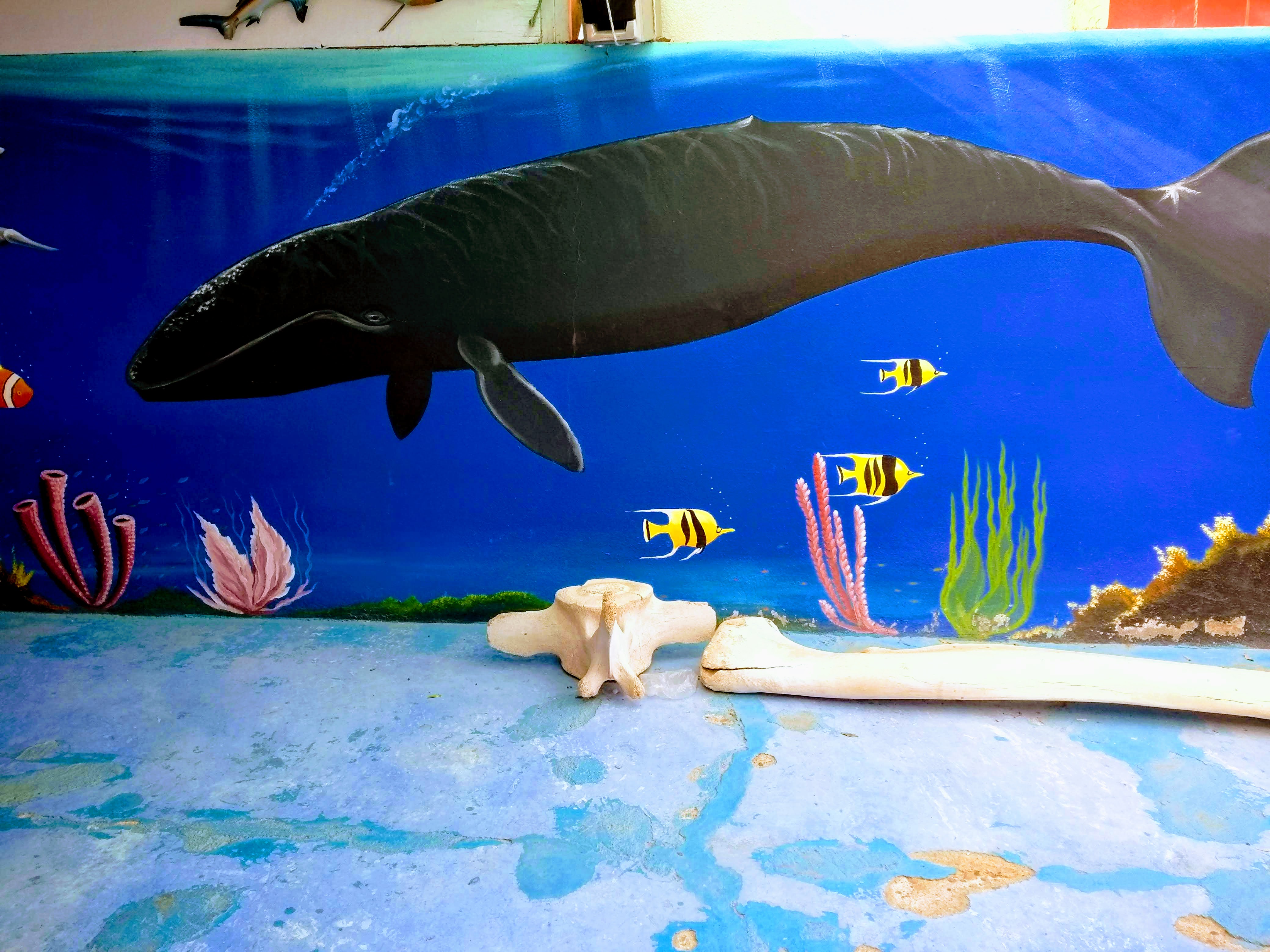 Roberto's Pizza image 7