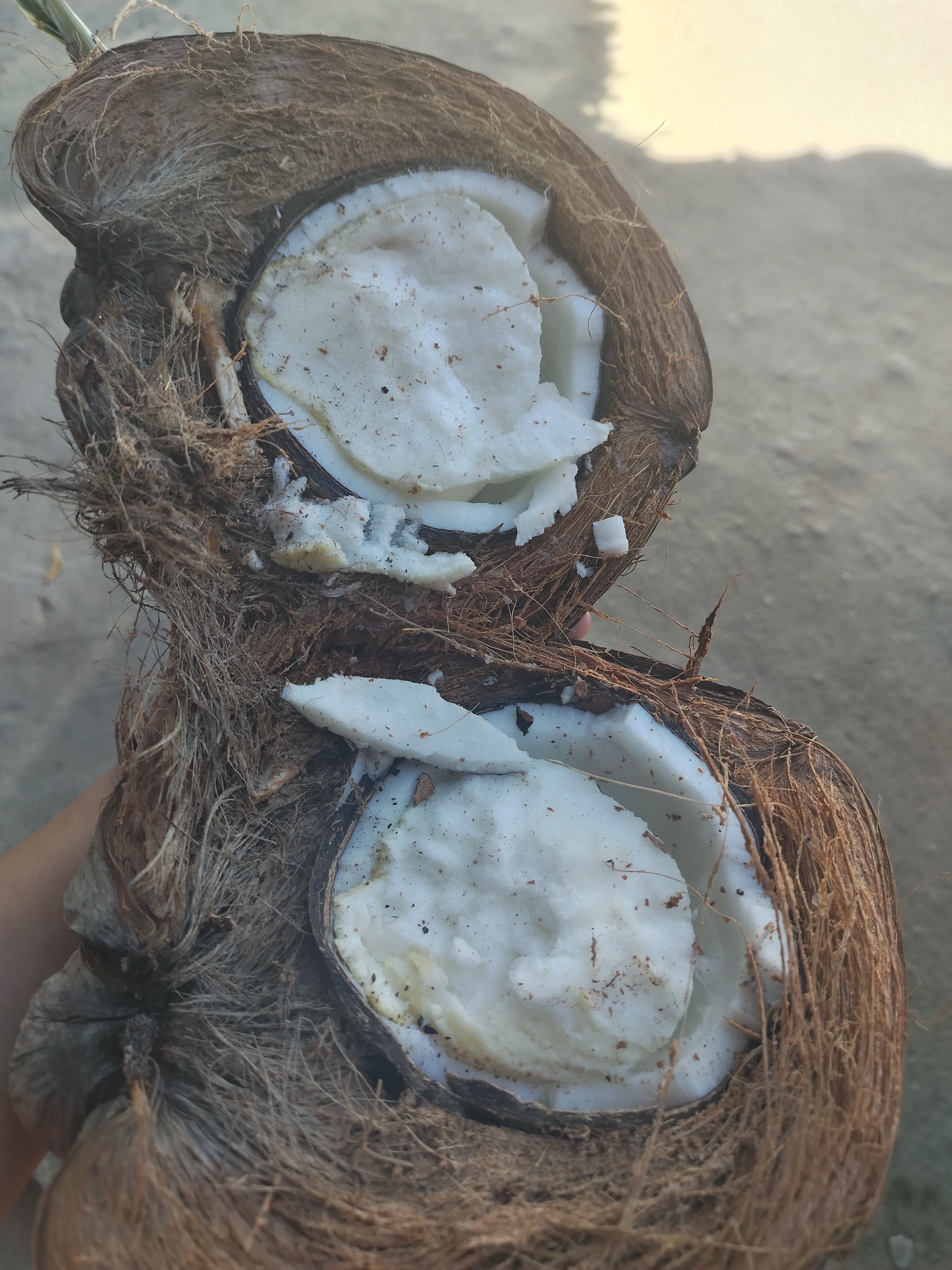 Los Pinches COCOS image 2