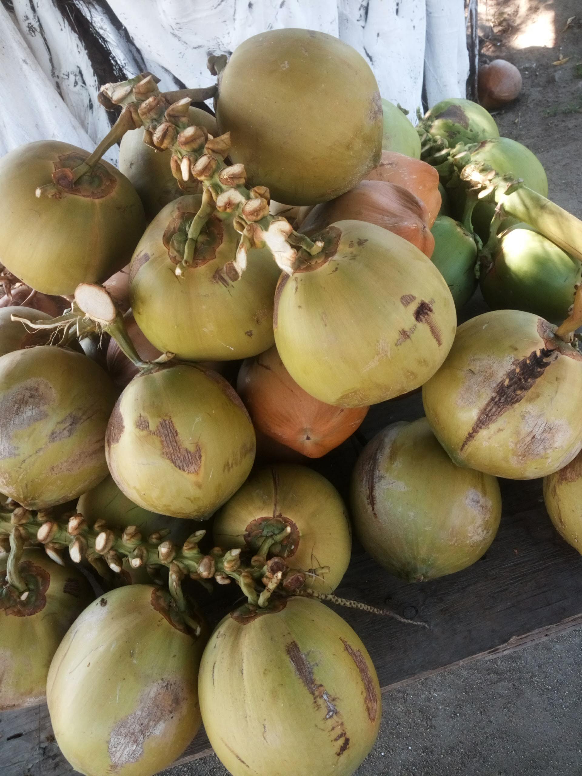 Los Pinches COCOS image 5