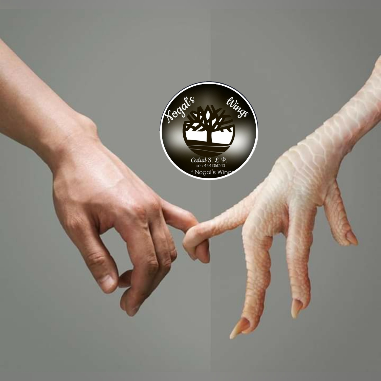 Nogal's Wings Cedral image 7