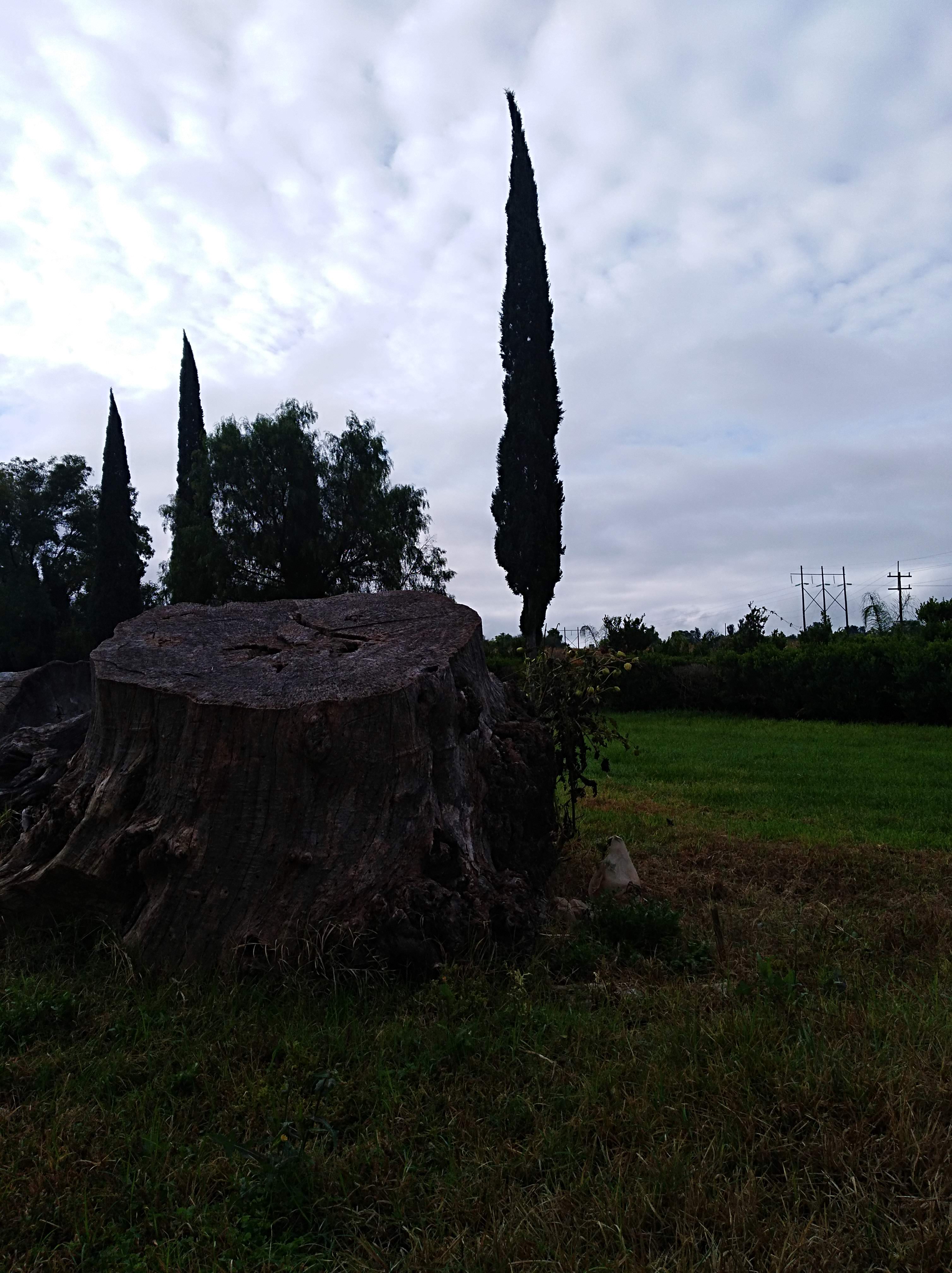 Salón y jardín " LA CRUZ" image 7