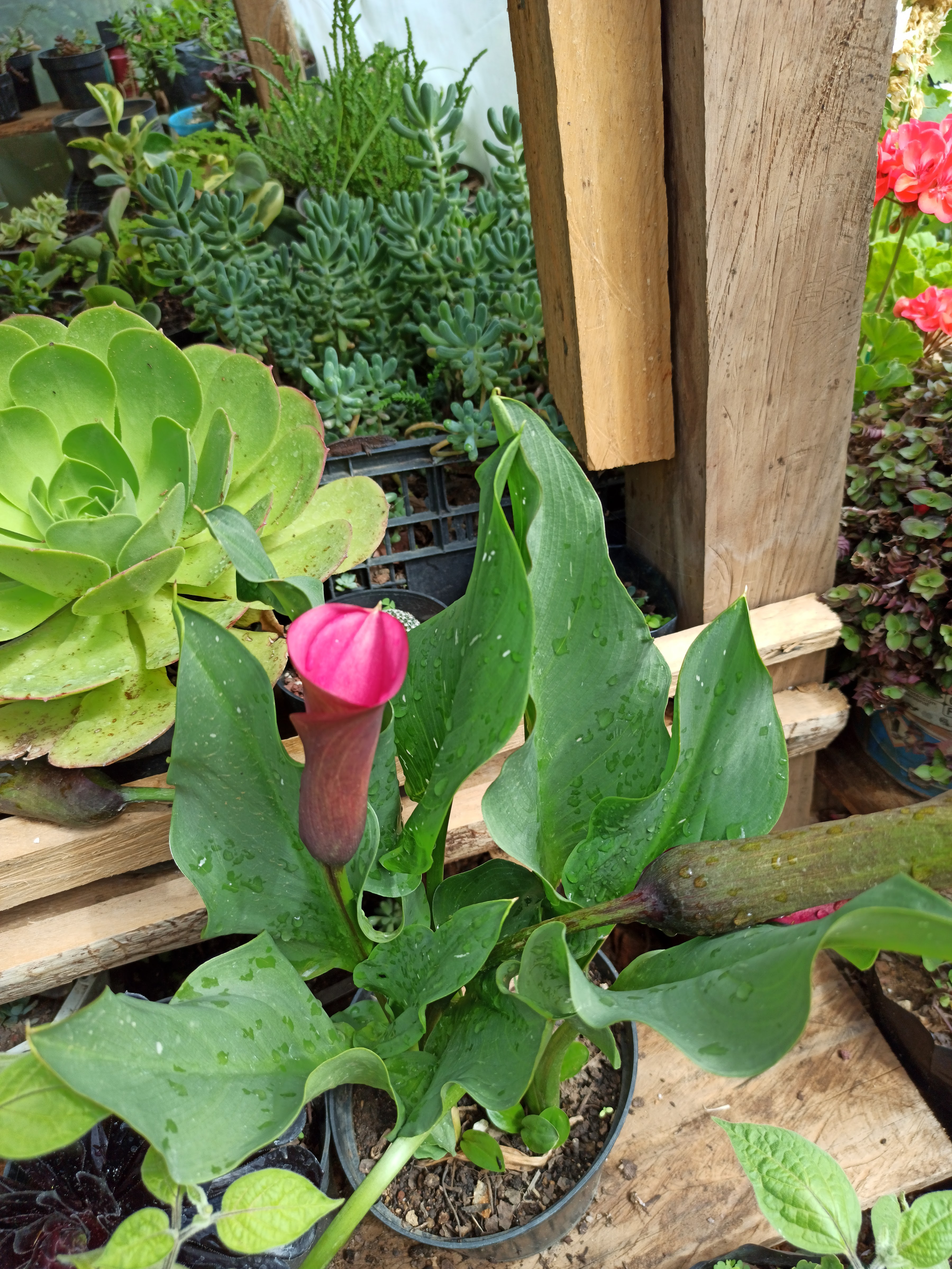 La casa de las empanadas image 3