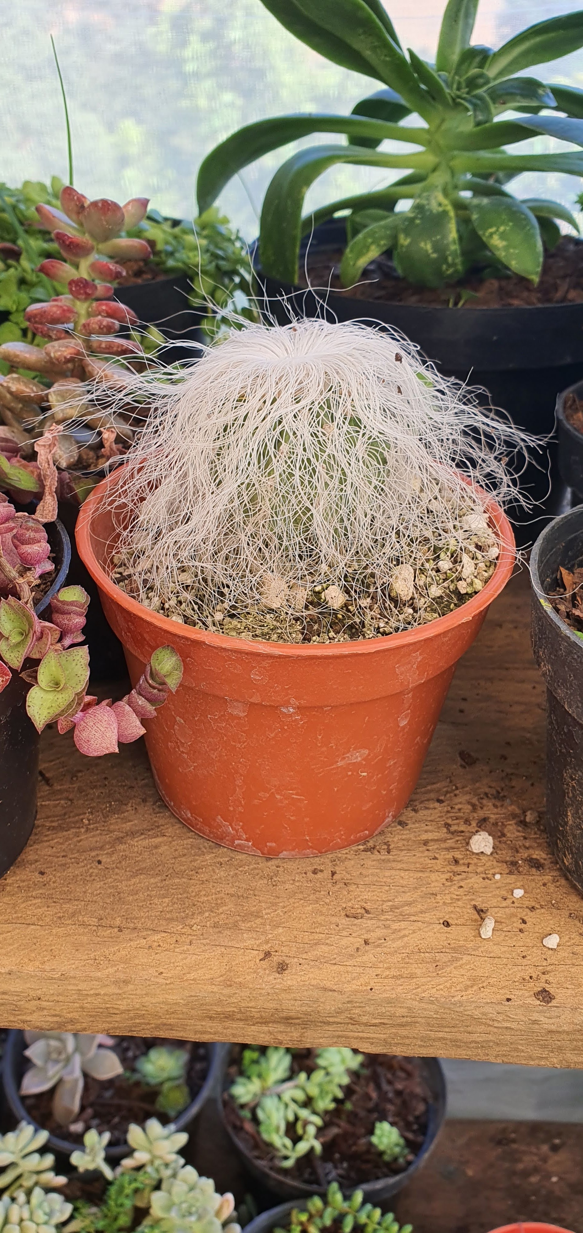 La casa de las empanadas image 6