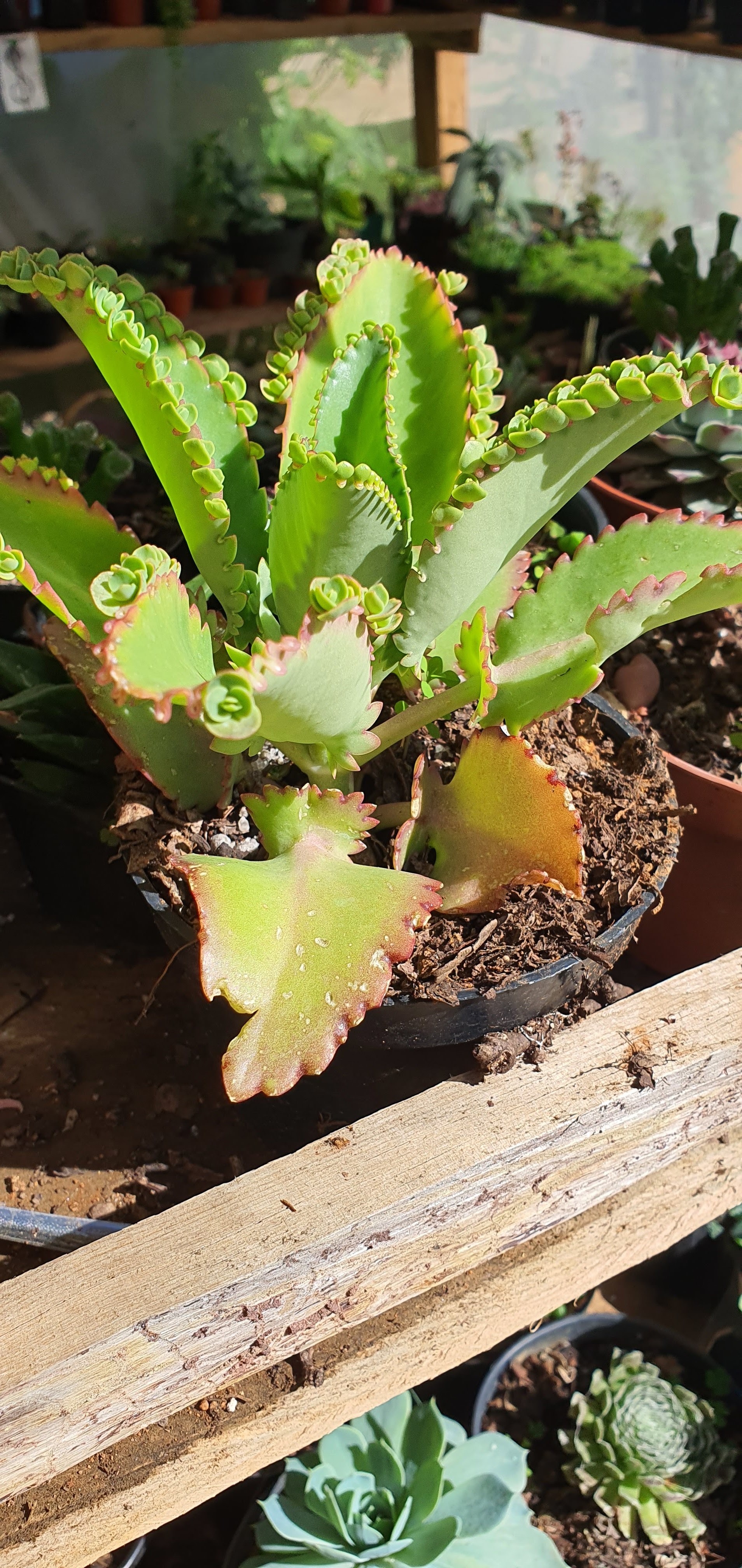 La casa de las empanadas image 7