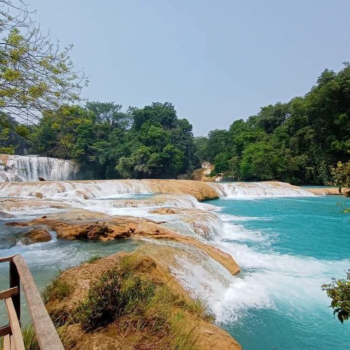 EL TREBOL Restaurante image 3