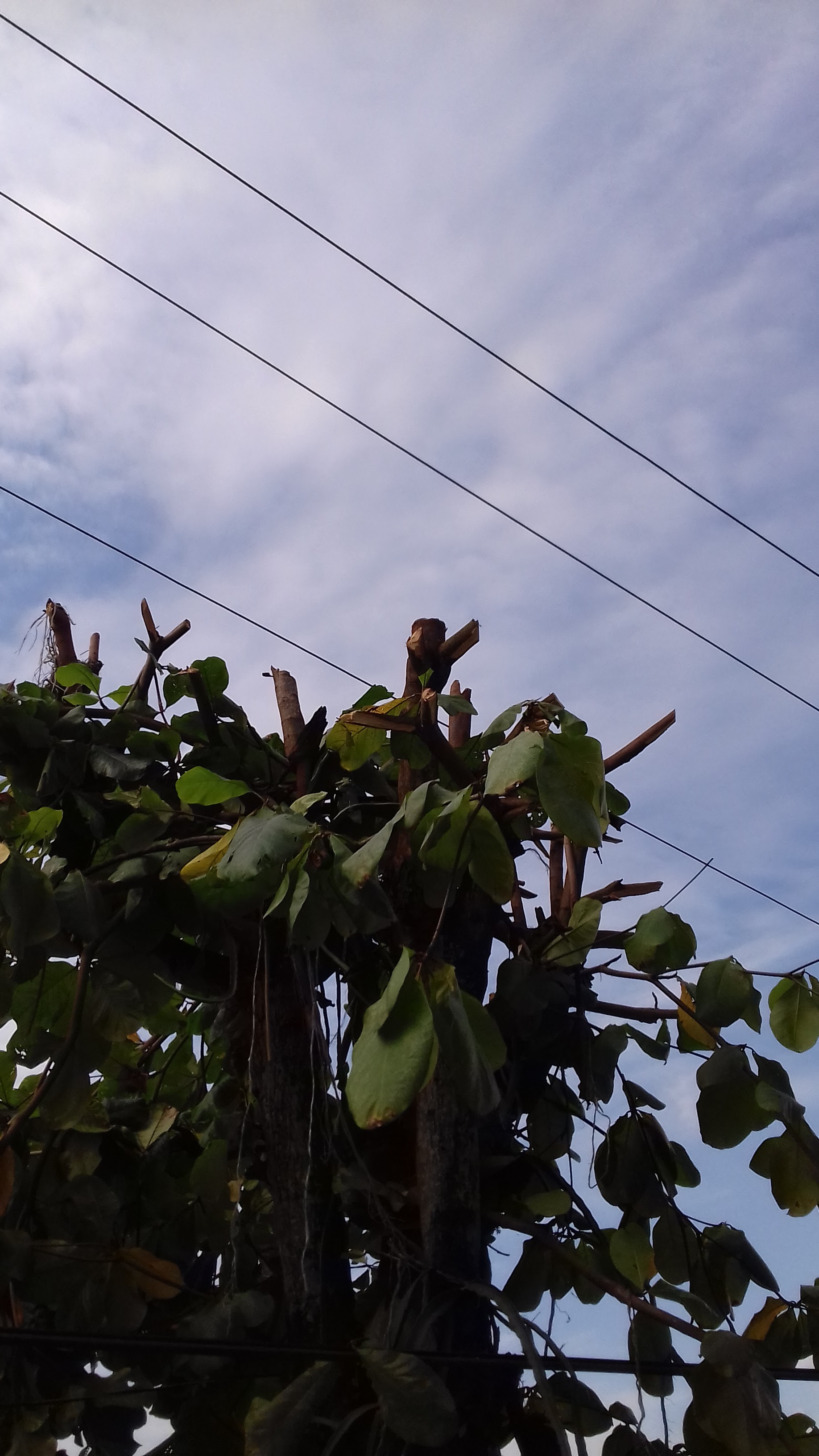 CAFÉ G U I C H I A O image 9