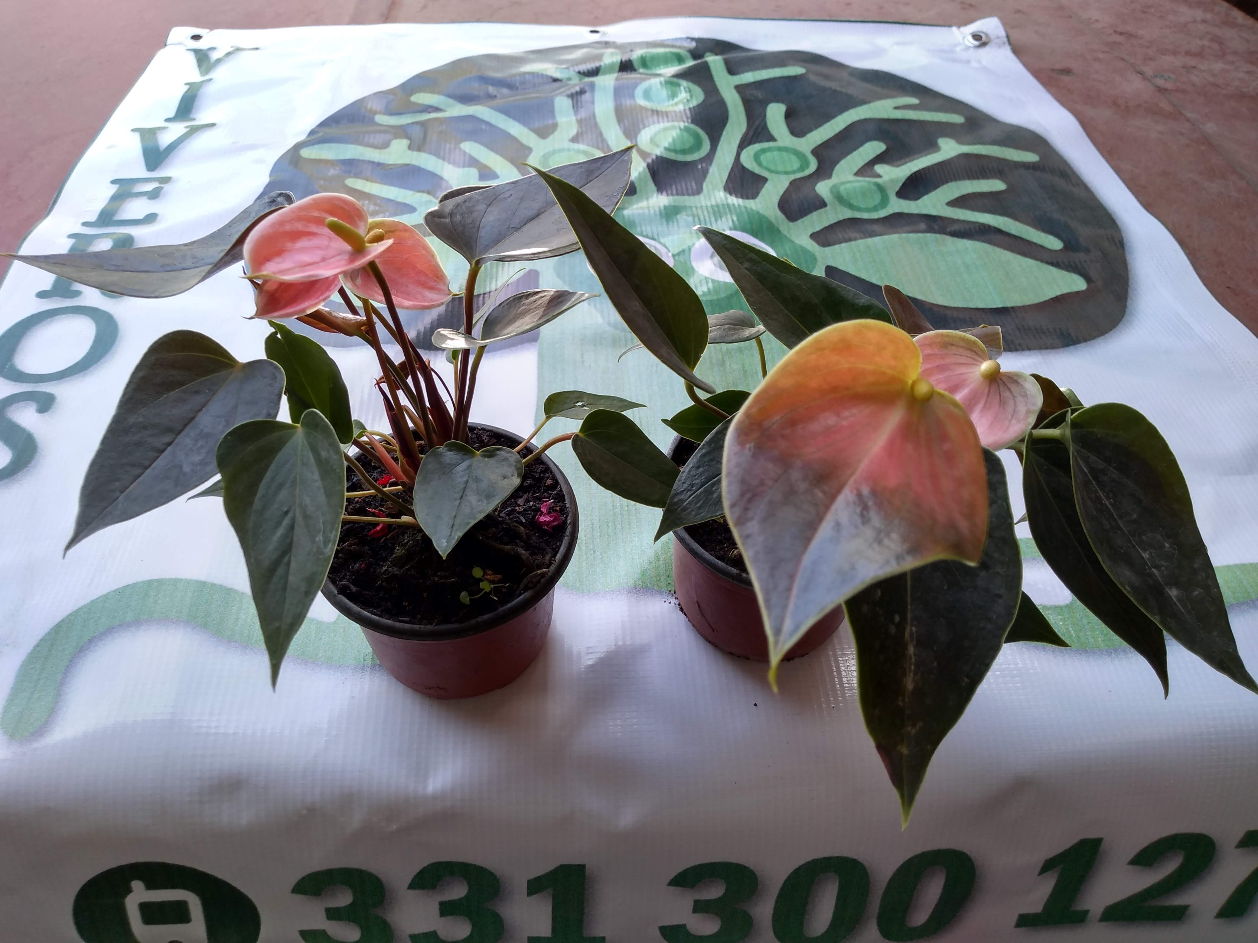 Pizzas Montini image 3