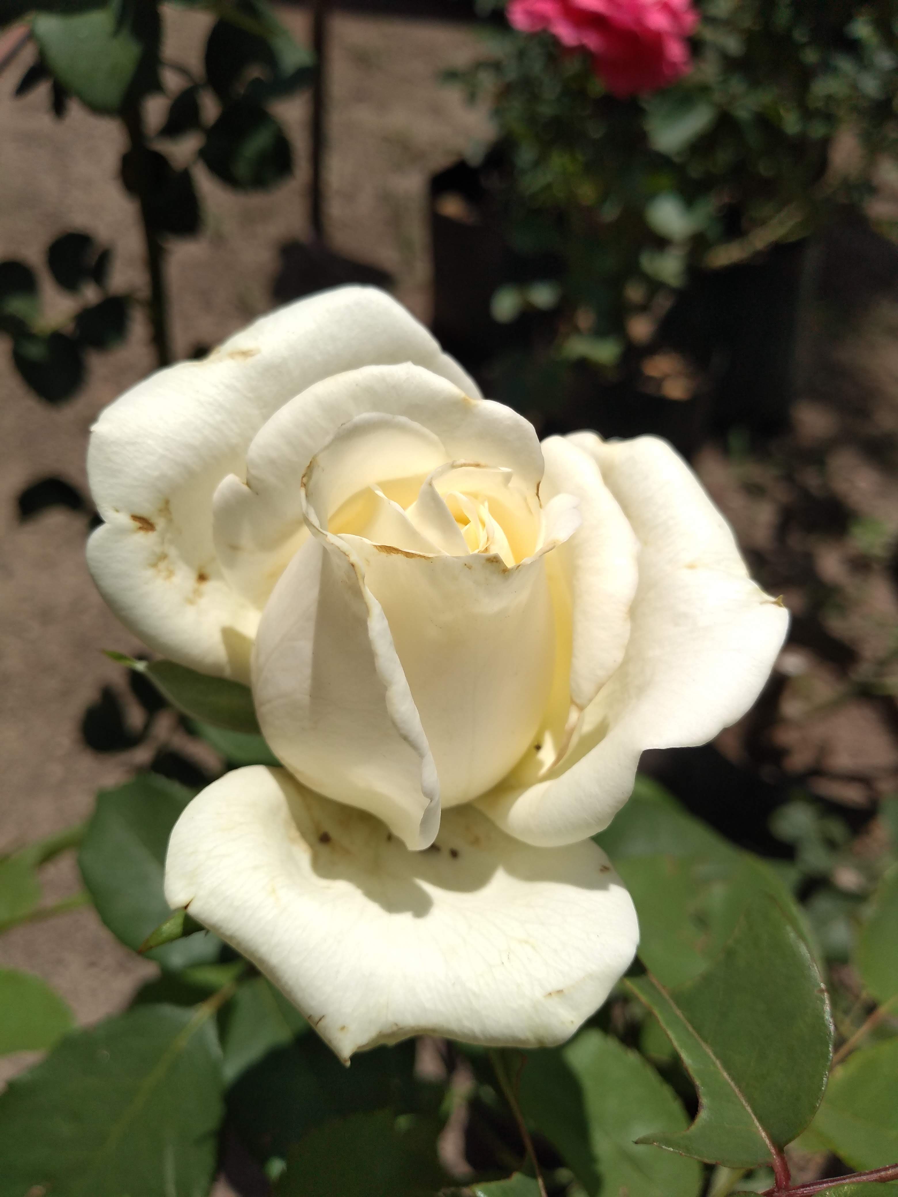 Pizzas Montini image 4