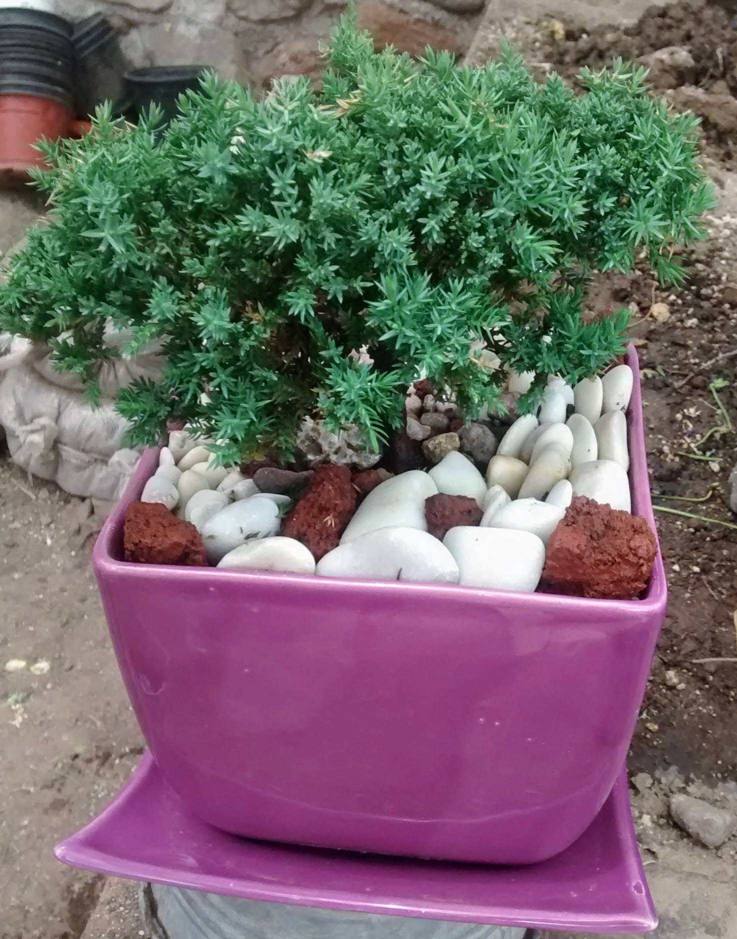 Pizzas Montini image 5