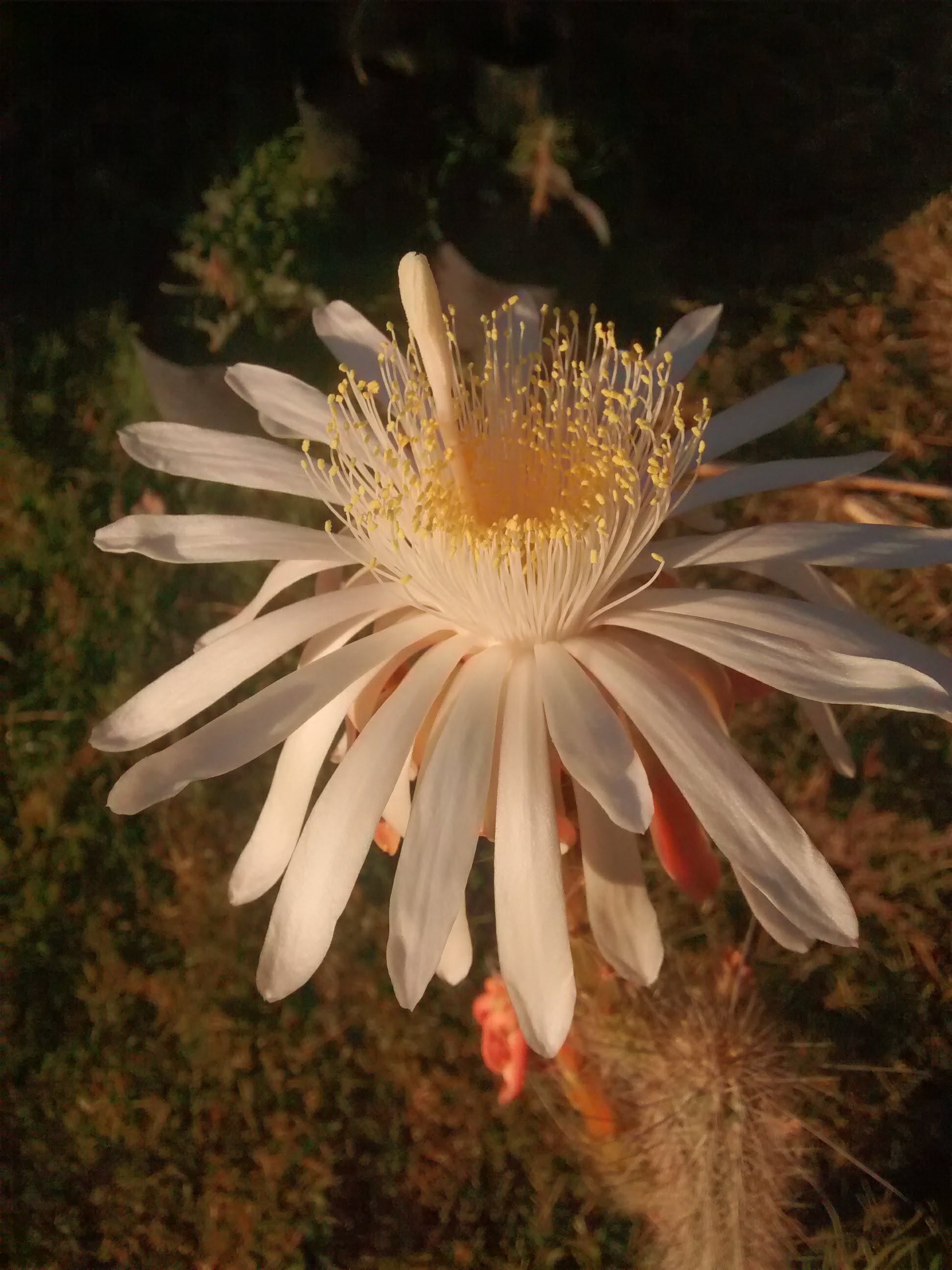 Pizzas Montini image 6